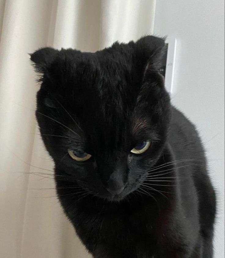 Grailed profile picture for @shirtz