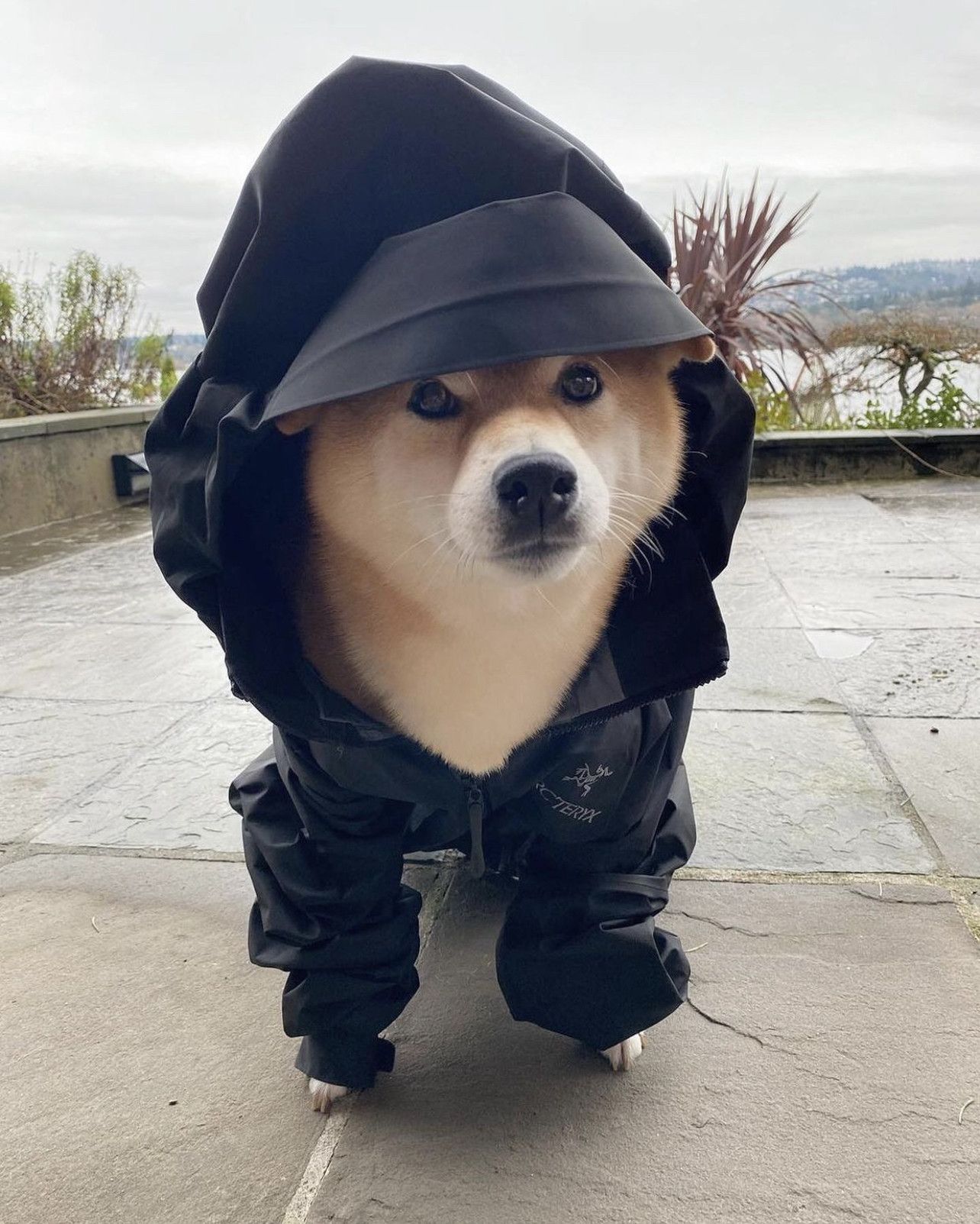 Grailed profile picture for @always