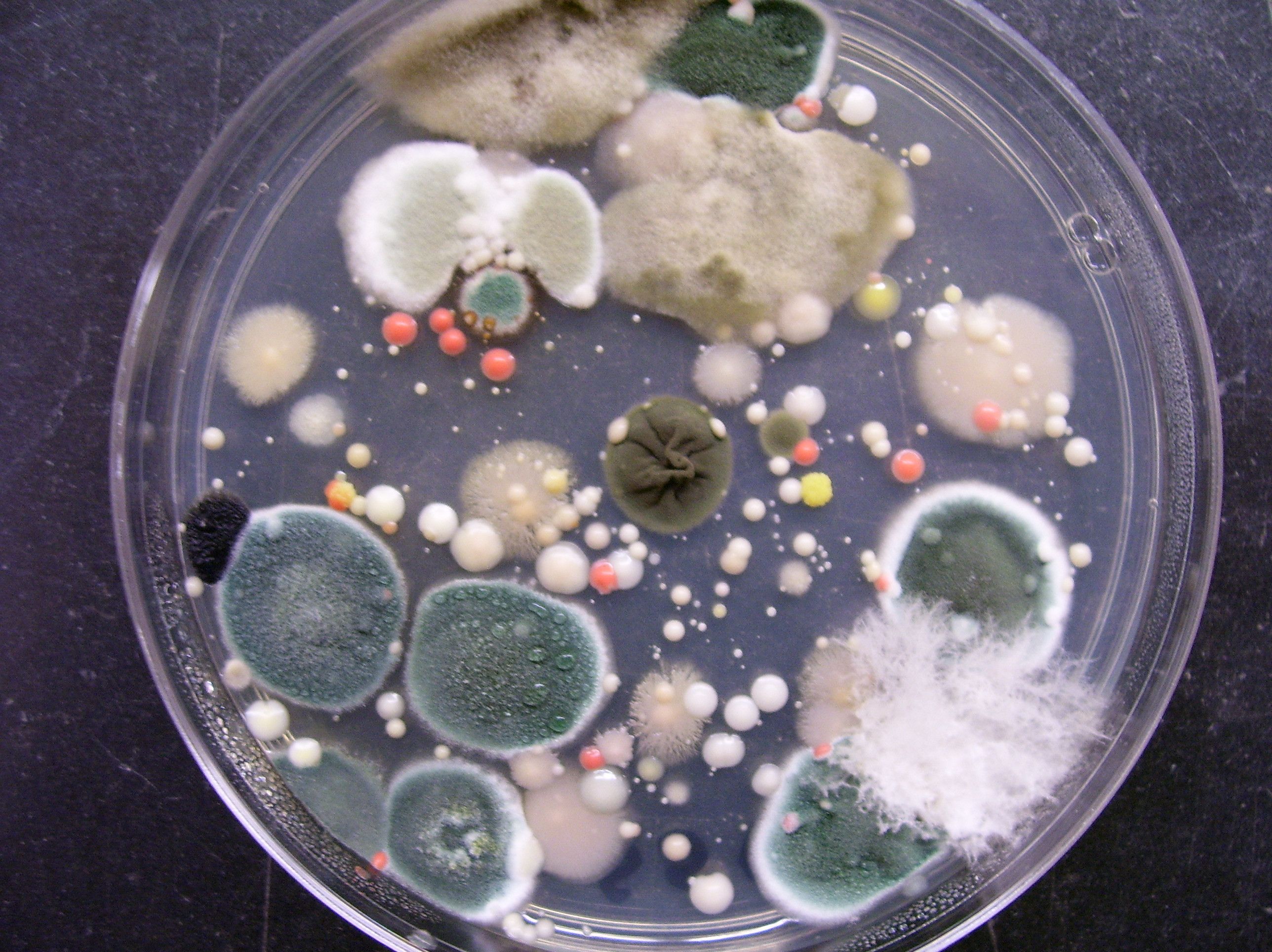 Grailed profile picture for @bacteria