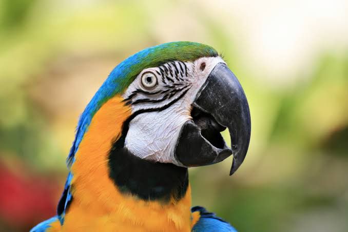 Grailed profile picture for @Parrot