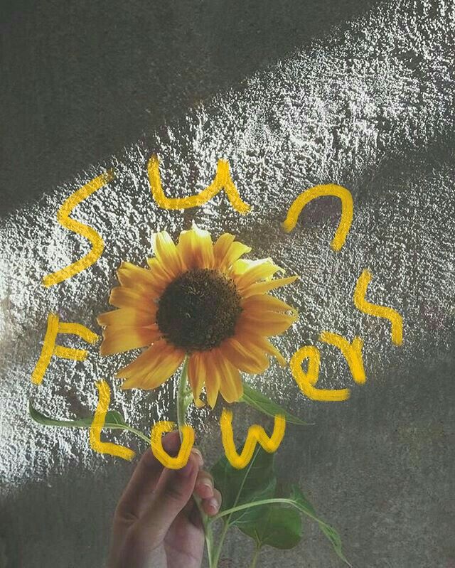 Grailed profile picture for @sunflowers