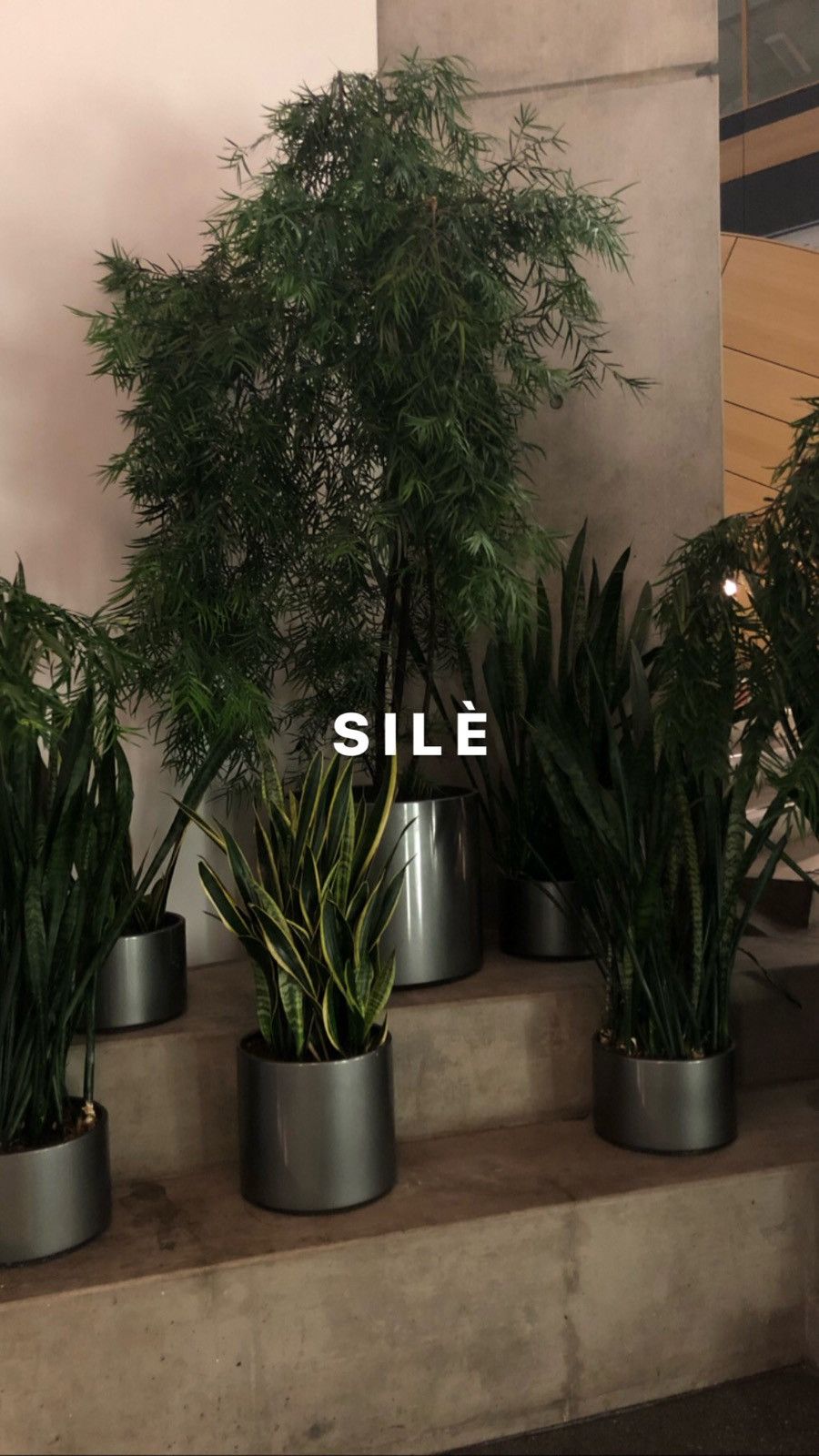 Grailed profile picture for @sile