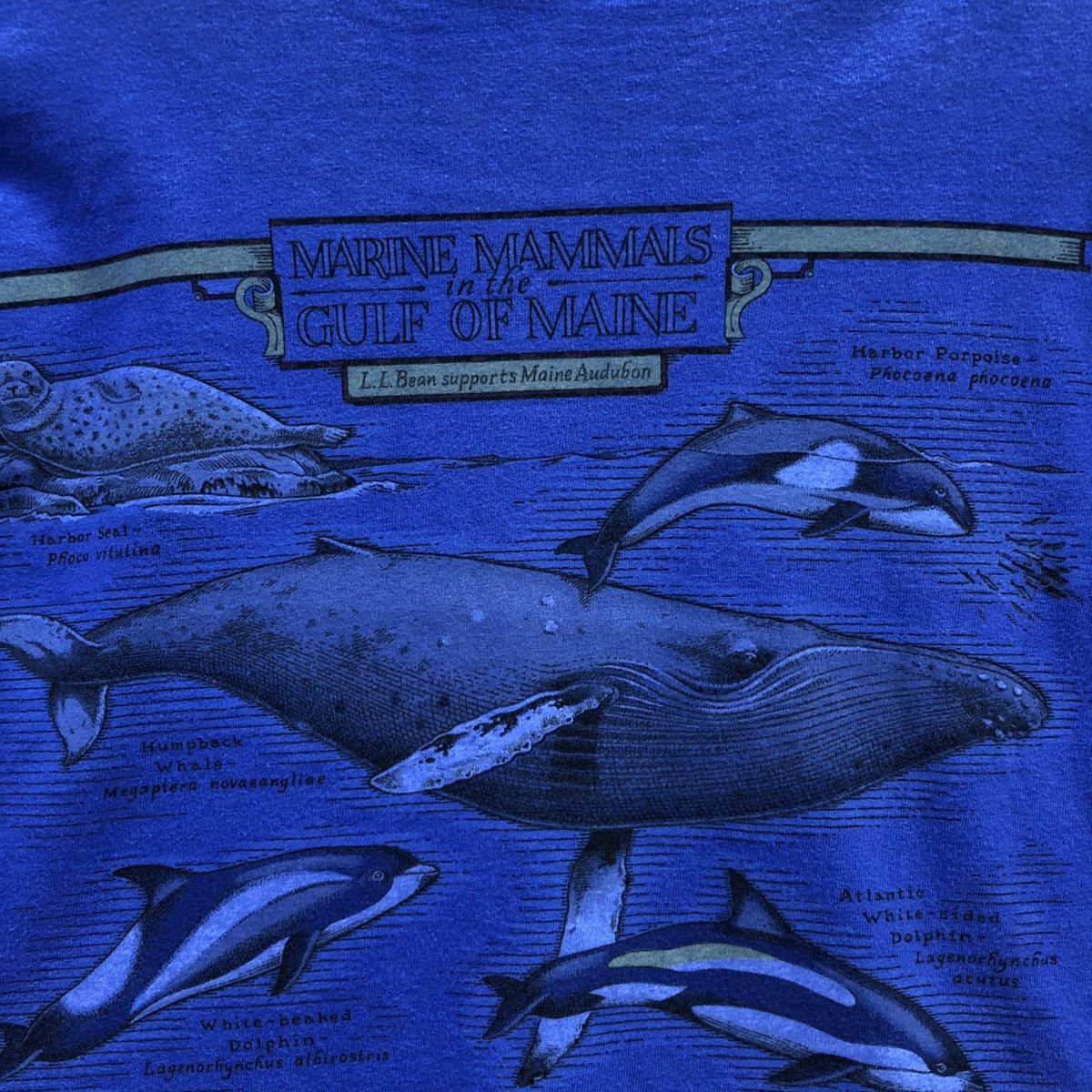 Rare!! L.L Bean Marine MammalsT-shirt