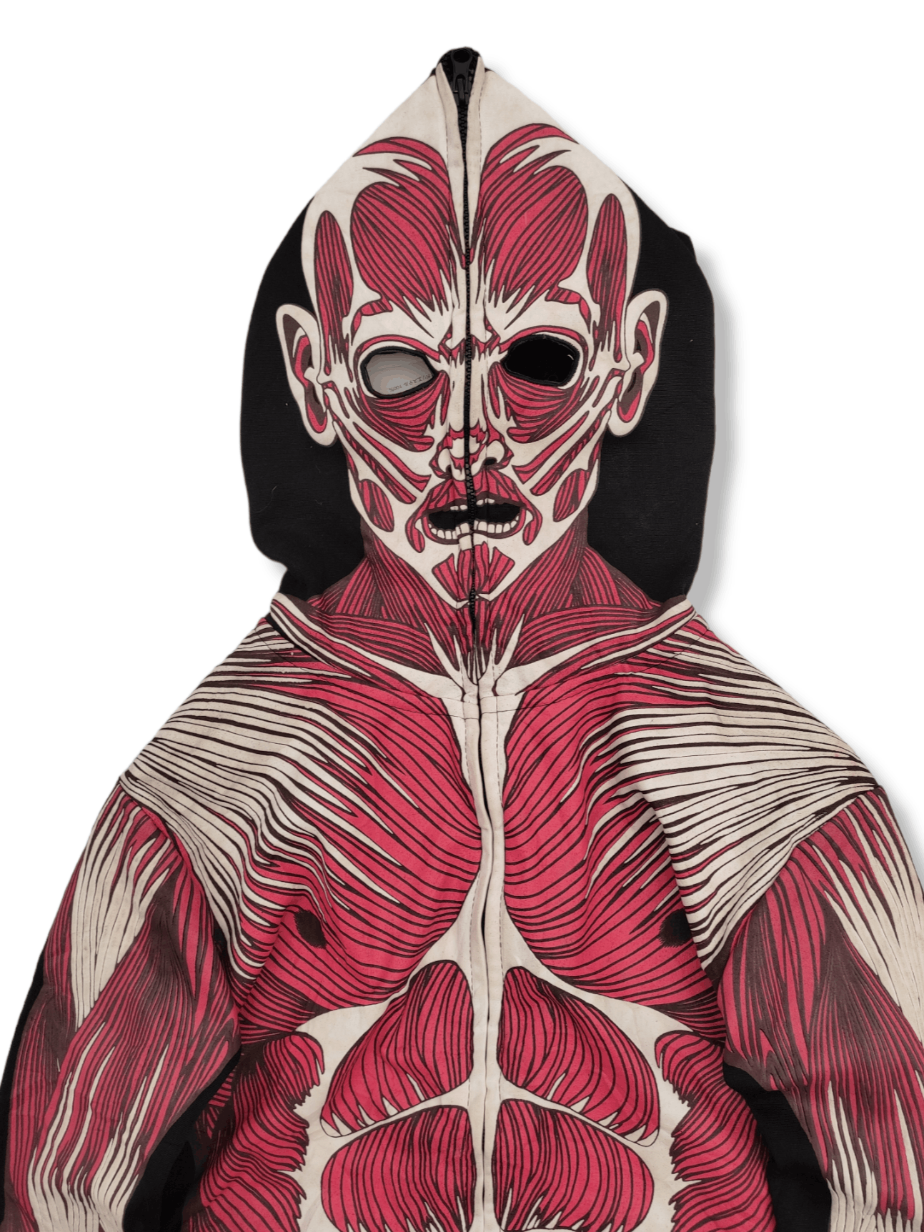 👑Human Anatomy Muscular Model Human Muscle and Organ 👑