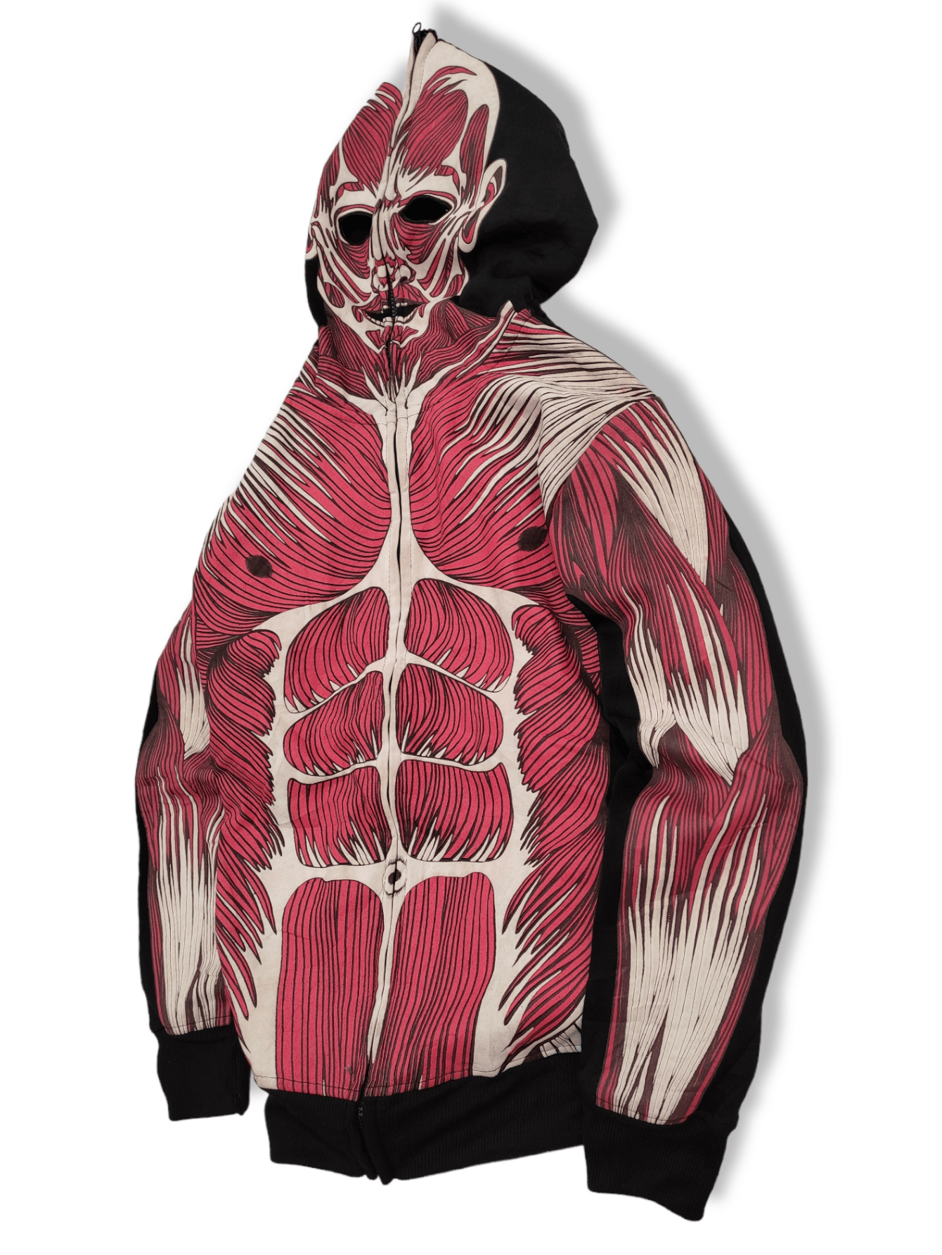👑Human Anatomy Muscular Model Human Muscle and Organ 👑