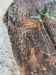 Yeezy Season Leaf Camo Back Zipper Pouch LS Tee Size US S / EU 44-46 / 1 - 8 Thumbnail