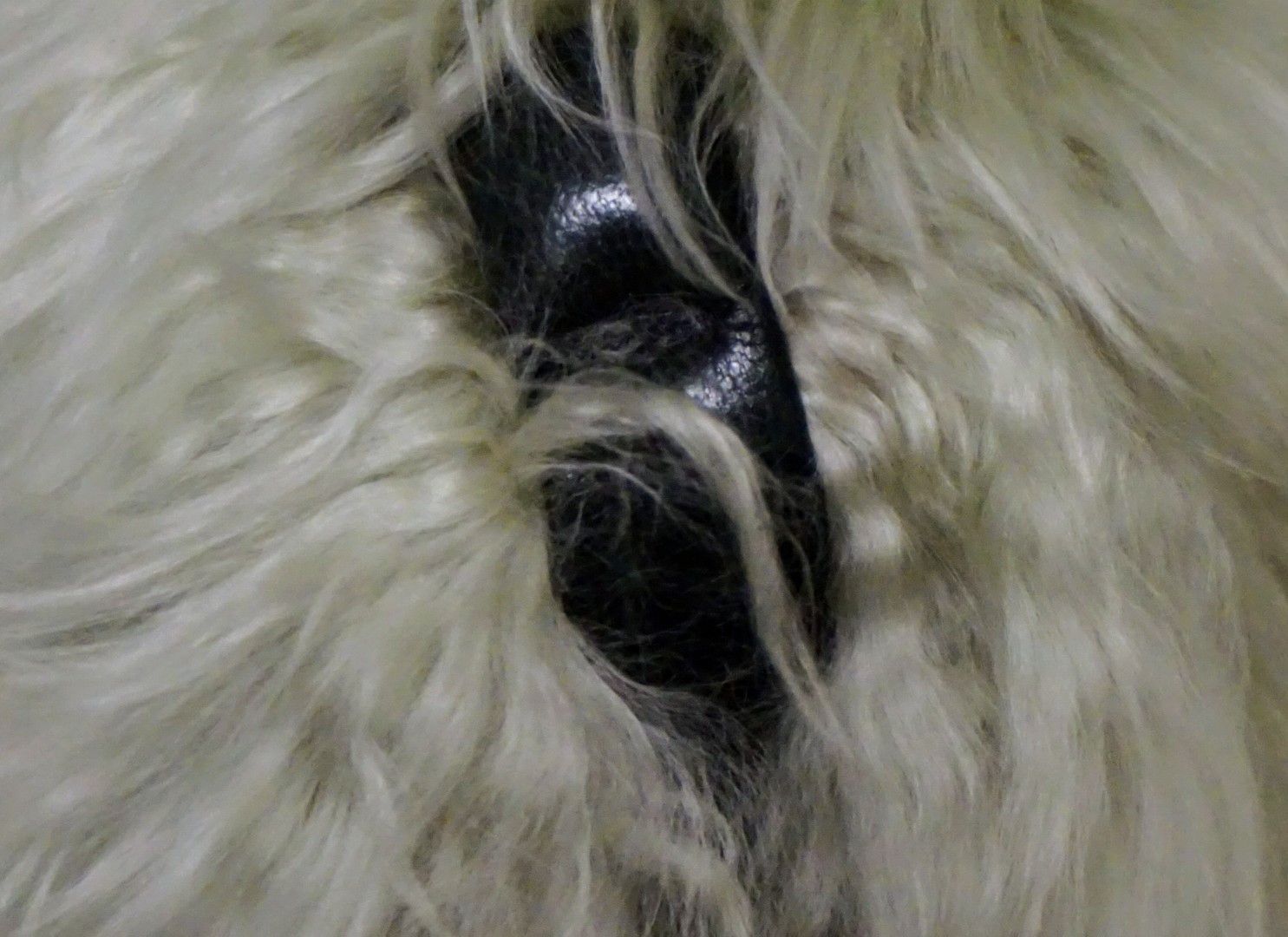 Chrome Hearts Chrome Hearts Teddy Bear Green Fur .925 Sterling Silver CH Size ONE SIZE - 5 Thumbnail
