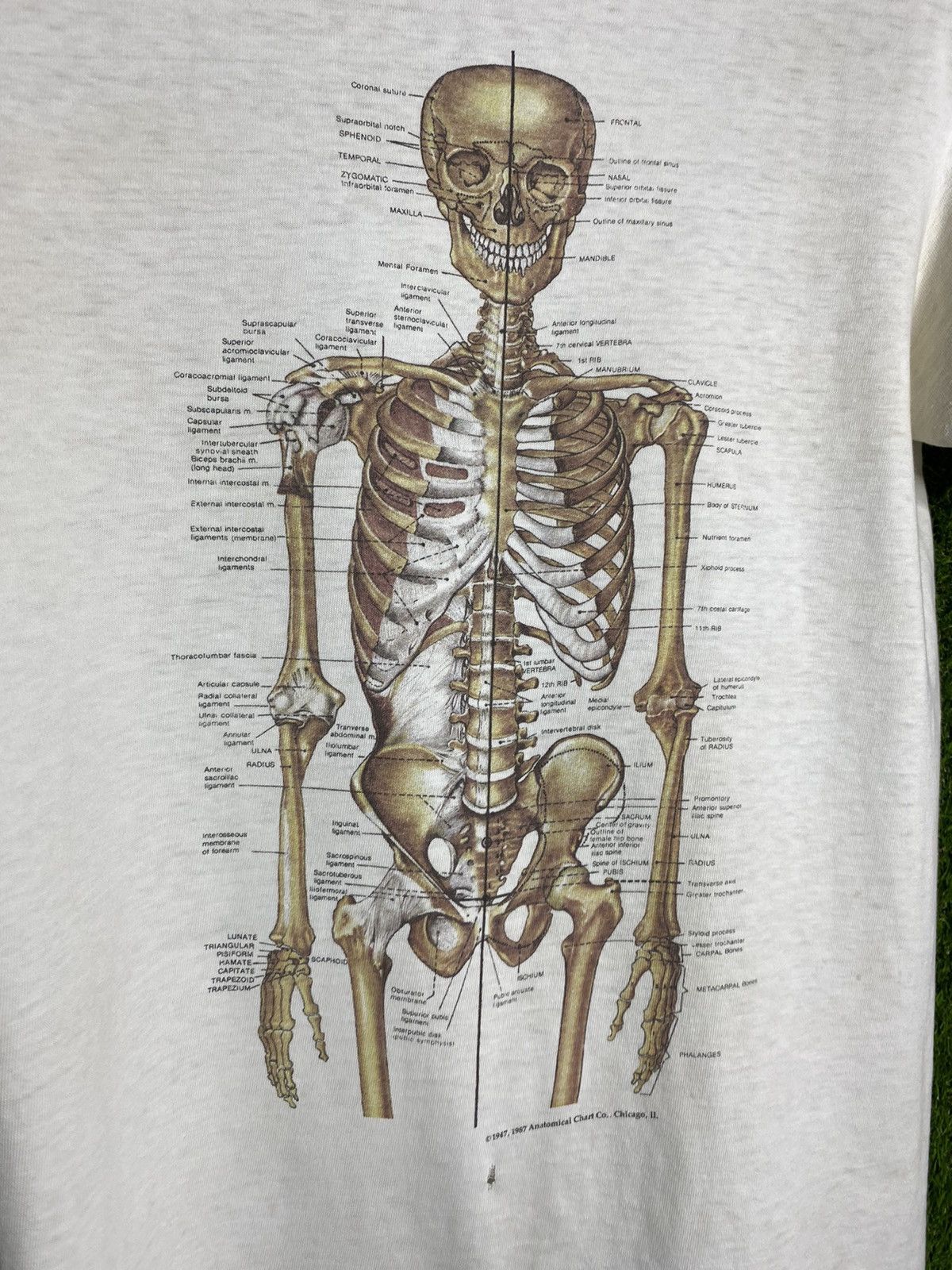 Other 🚨Vintage Anatomy Skeletal System 1987 Science T-Shirt Size US M / EU 48-50 / 2 - 4 Thumbnail