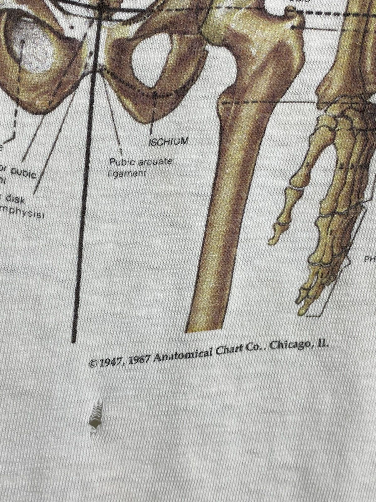 Other 🚨Vintage Anatomy Skeletal System 1987 Science T-Shirt Size US M / EU 48-50 / 2 - 5 Thumbnail