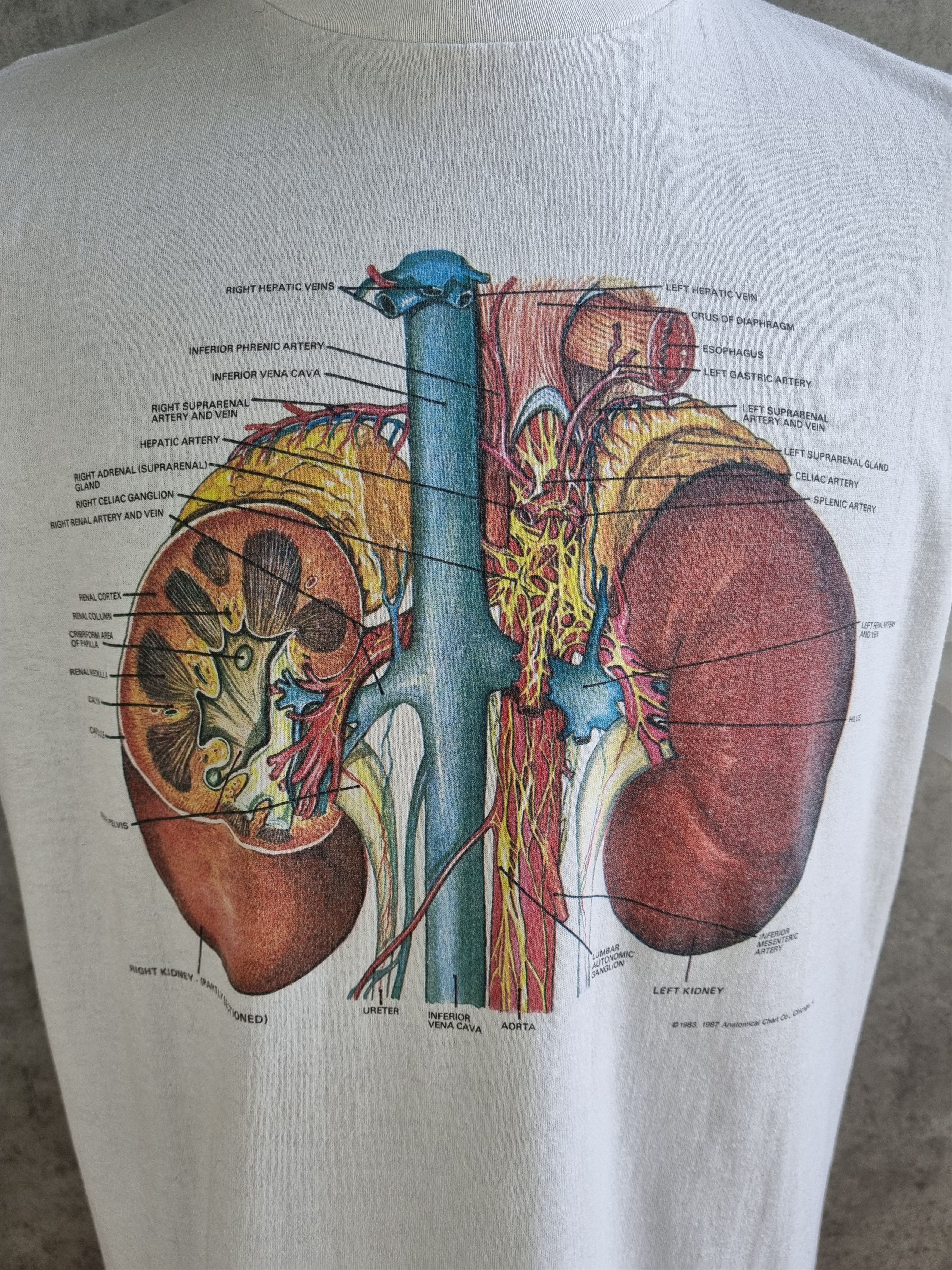 Hanes × Vintage Detailed Anatomy System Medical single stitch tee shirt Size US L / EU 52-54 / 3 - 13 Thumbnail