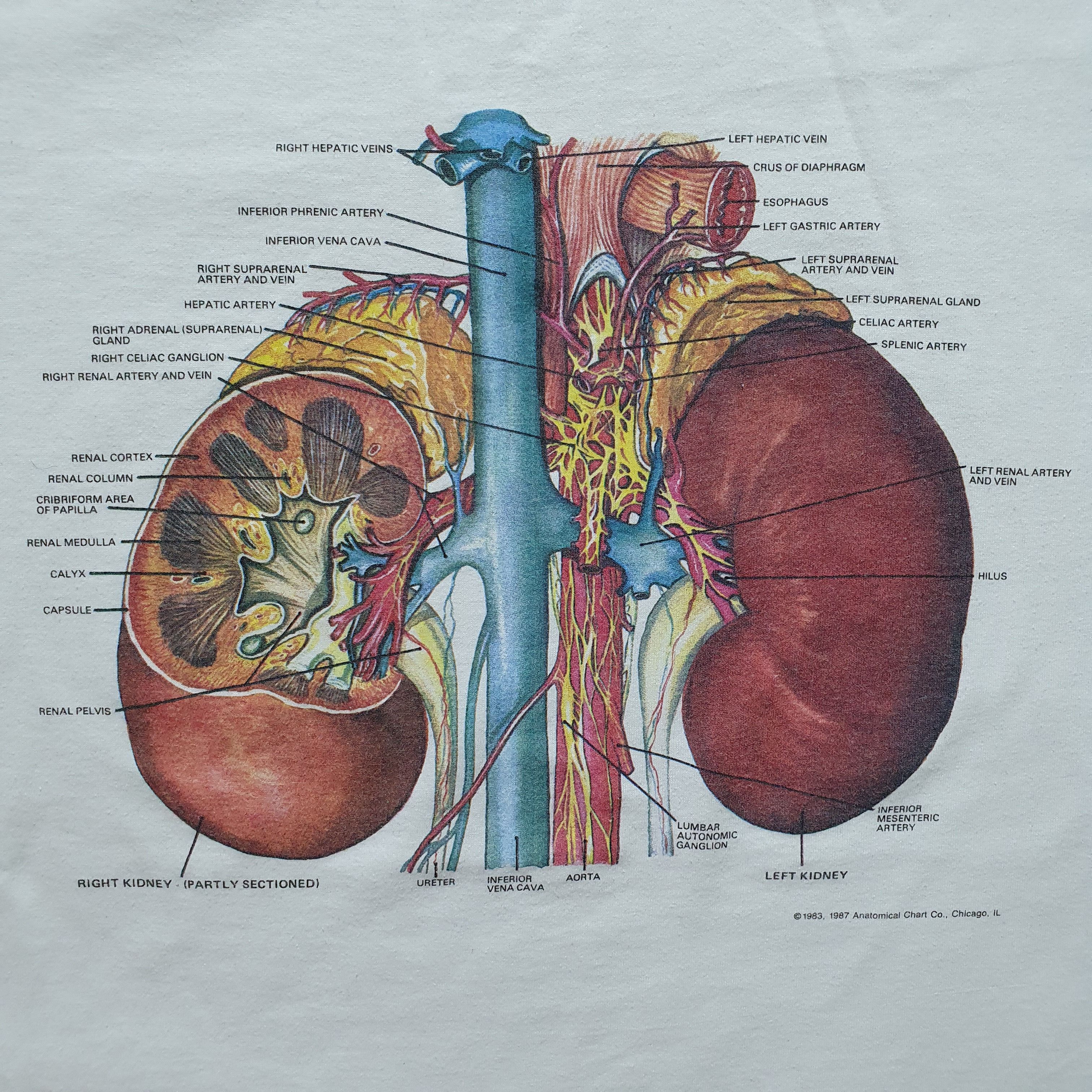 Hanes × Vintage Detailed Anatomy System Medical single stitch tee shirt Size US L / EU 52-54 / 3 - 9 Thumbnail