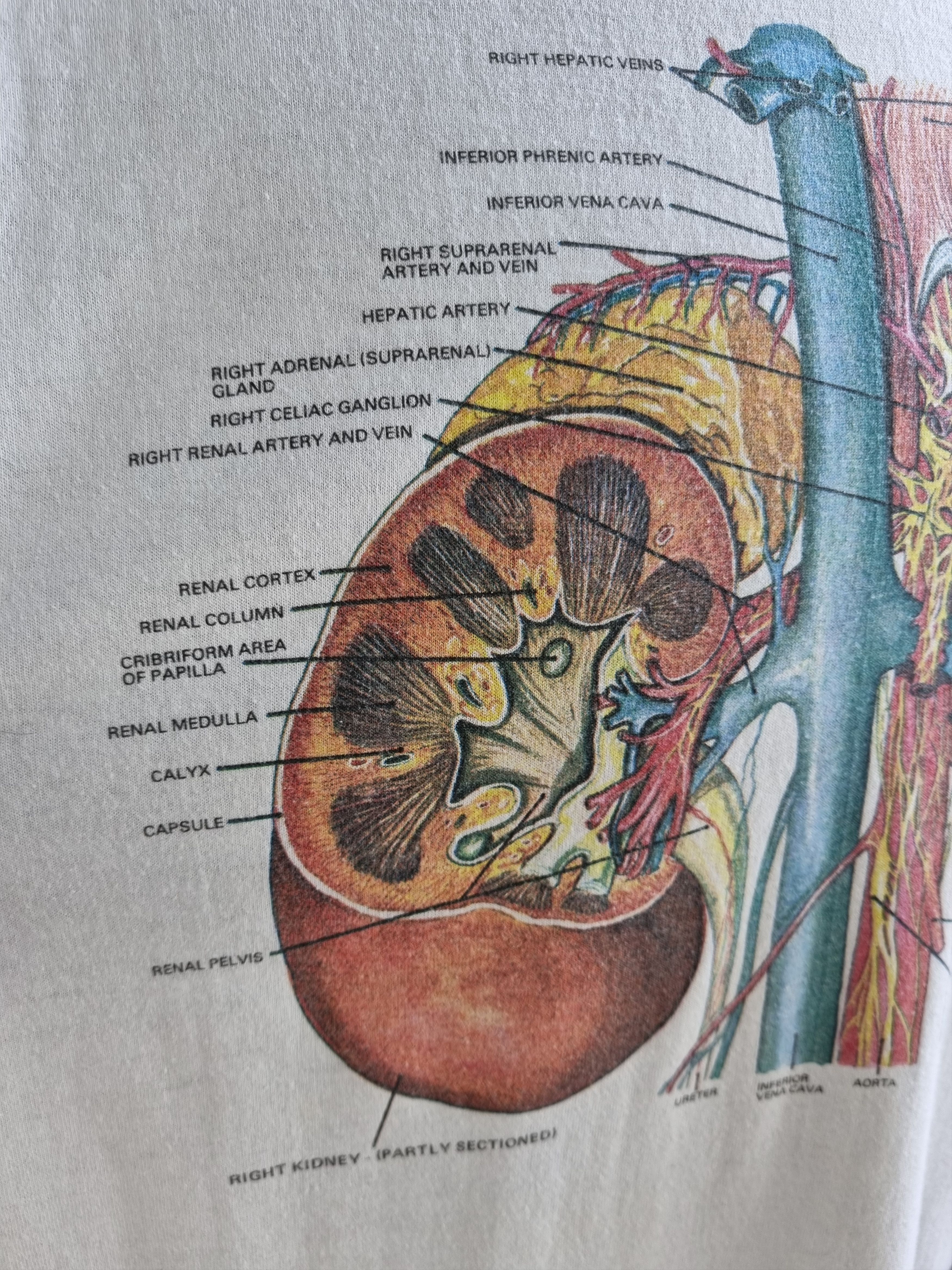 Hanes × Vintage Detailed Anatomy System Medical single stitch tee shirt Size US L / EU 52-54 / 3 - 12 Thumbnail