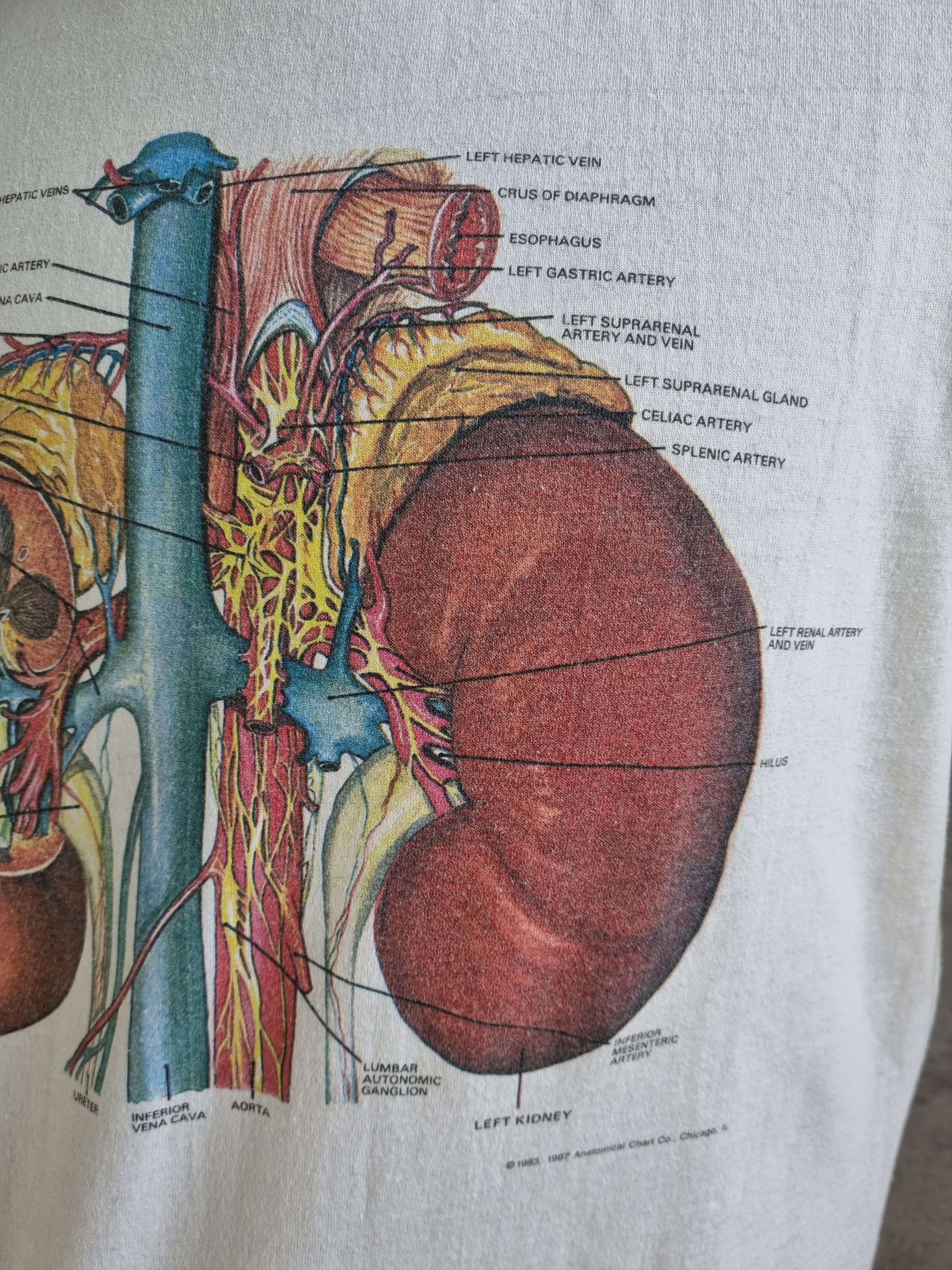 Hanes × Vintage Detailed Anatomy System Medical single stitch tee shirt Size US L / EU 52-54 / 3 - 10 Thumbnail