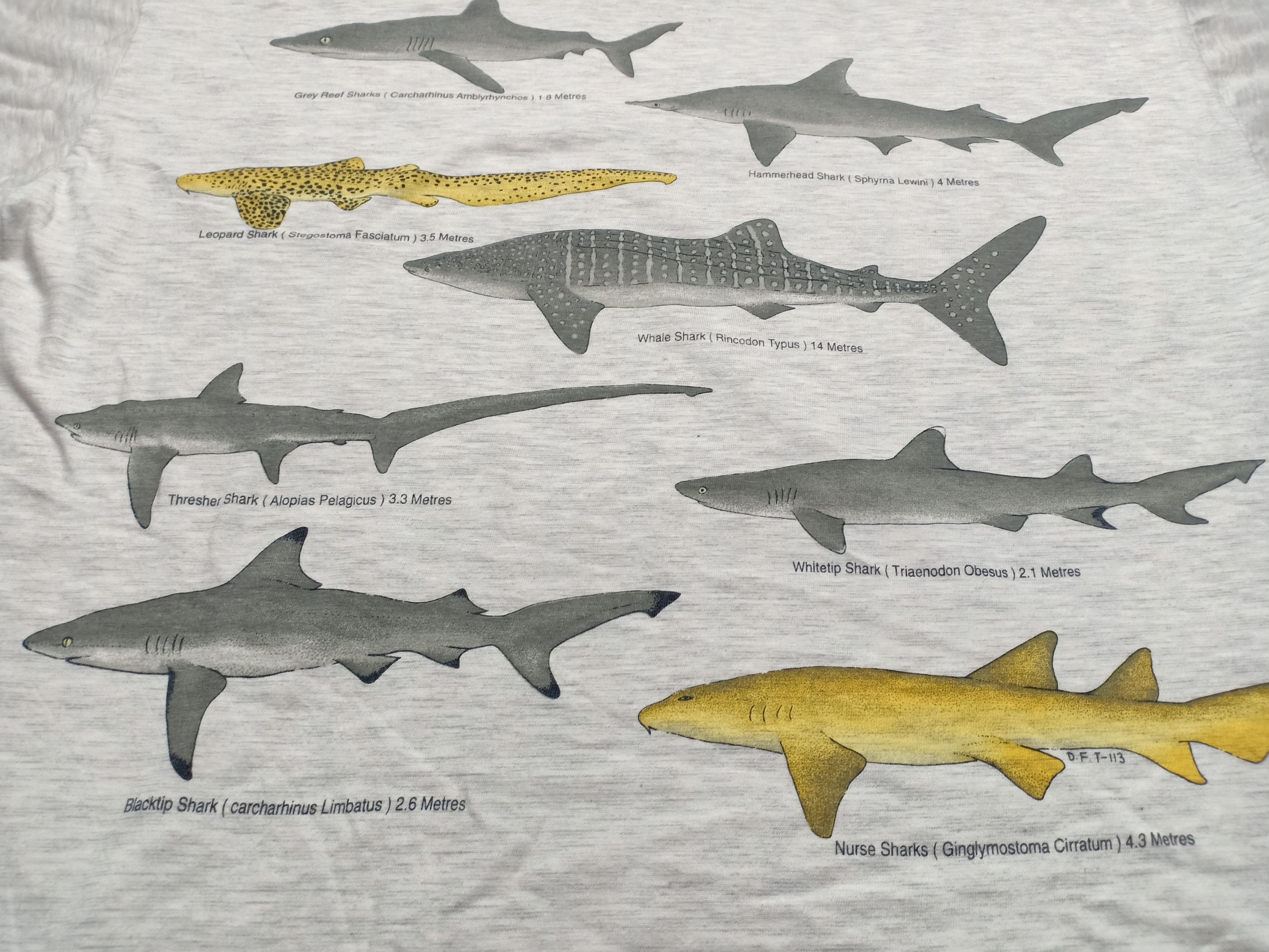 Band Tees Vintage 90s Sipadan Borneo Divers Sabah Sharks Jaws Fish Size US L / EU 52-54 / 3 - 9 Thumbnail