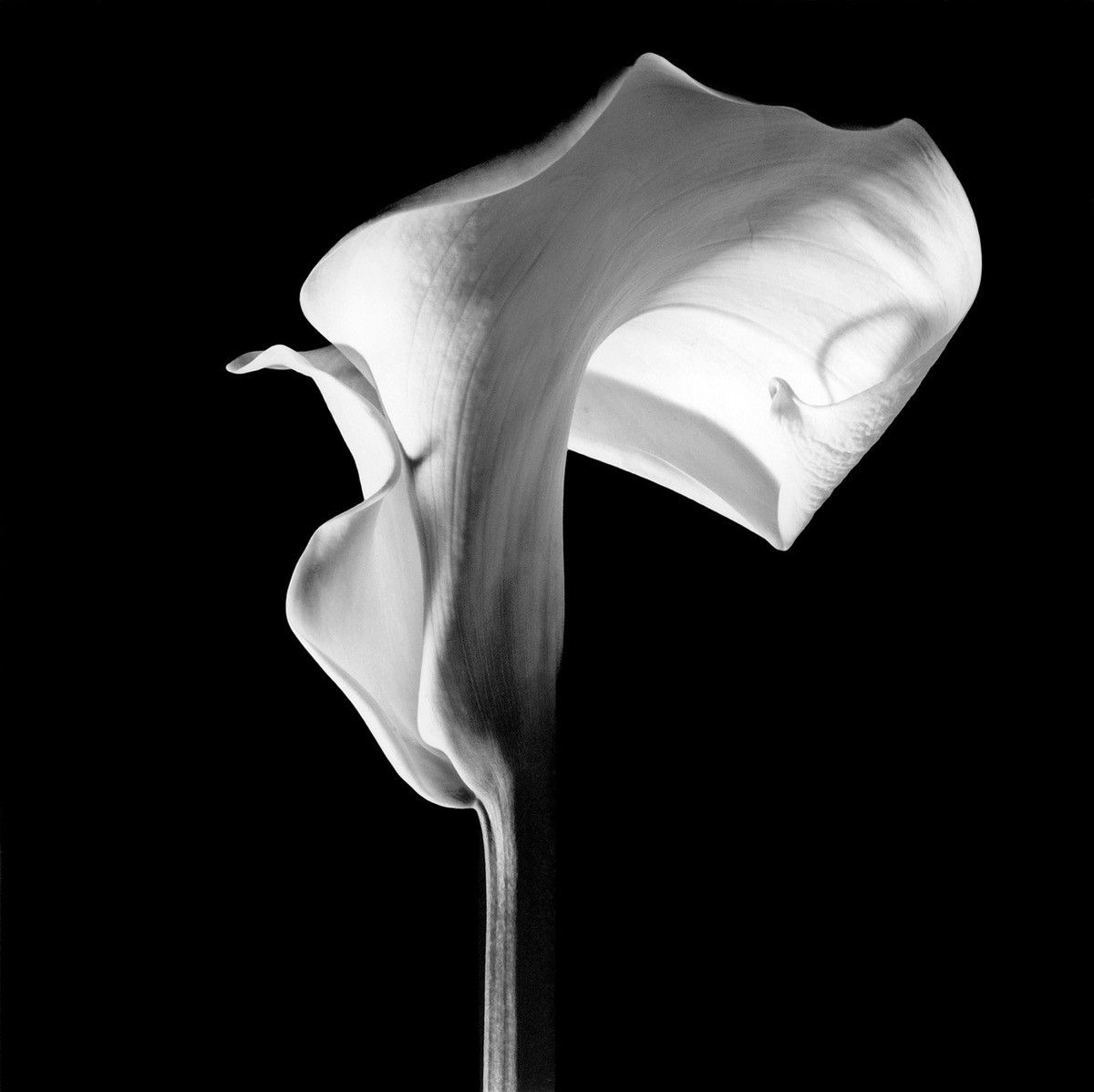 Chrome Hearts (2005) CH x Robert Mapplethorpe “Calla Lily” Pendant Size ONE SIZE - 15 Thumbnail