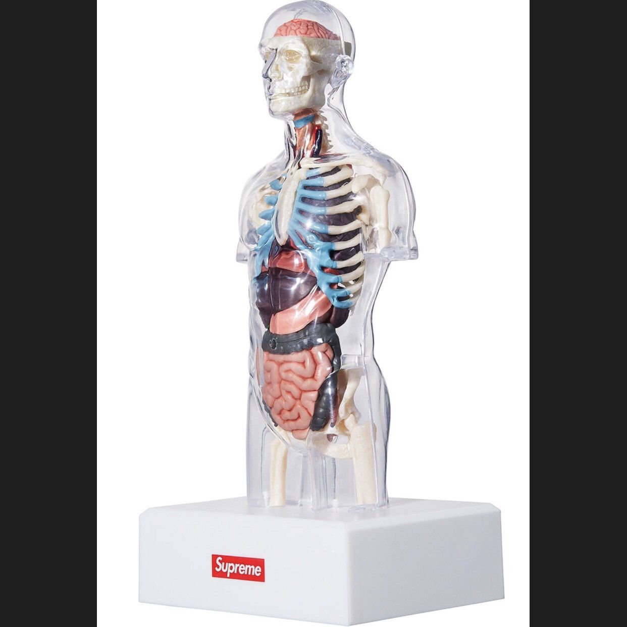 数量限定価格！！ supreme and male anatomy model FW18 アクセサリー