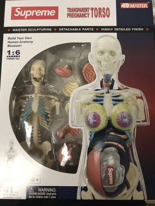 Supreme Supreme Male & Female Anatomy Model | Grailed