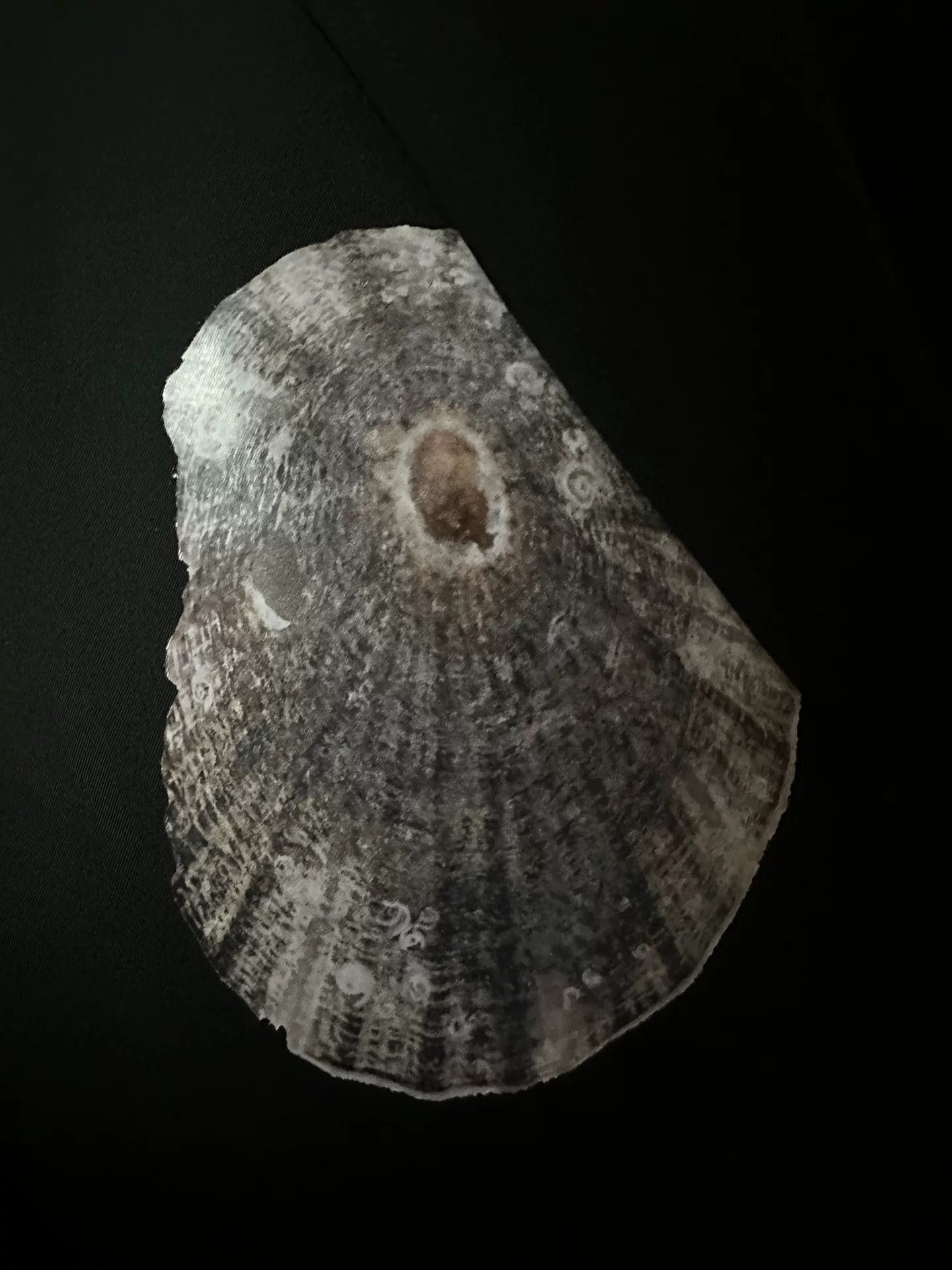 Song for the Mute 23.1 Shell Print Blazer