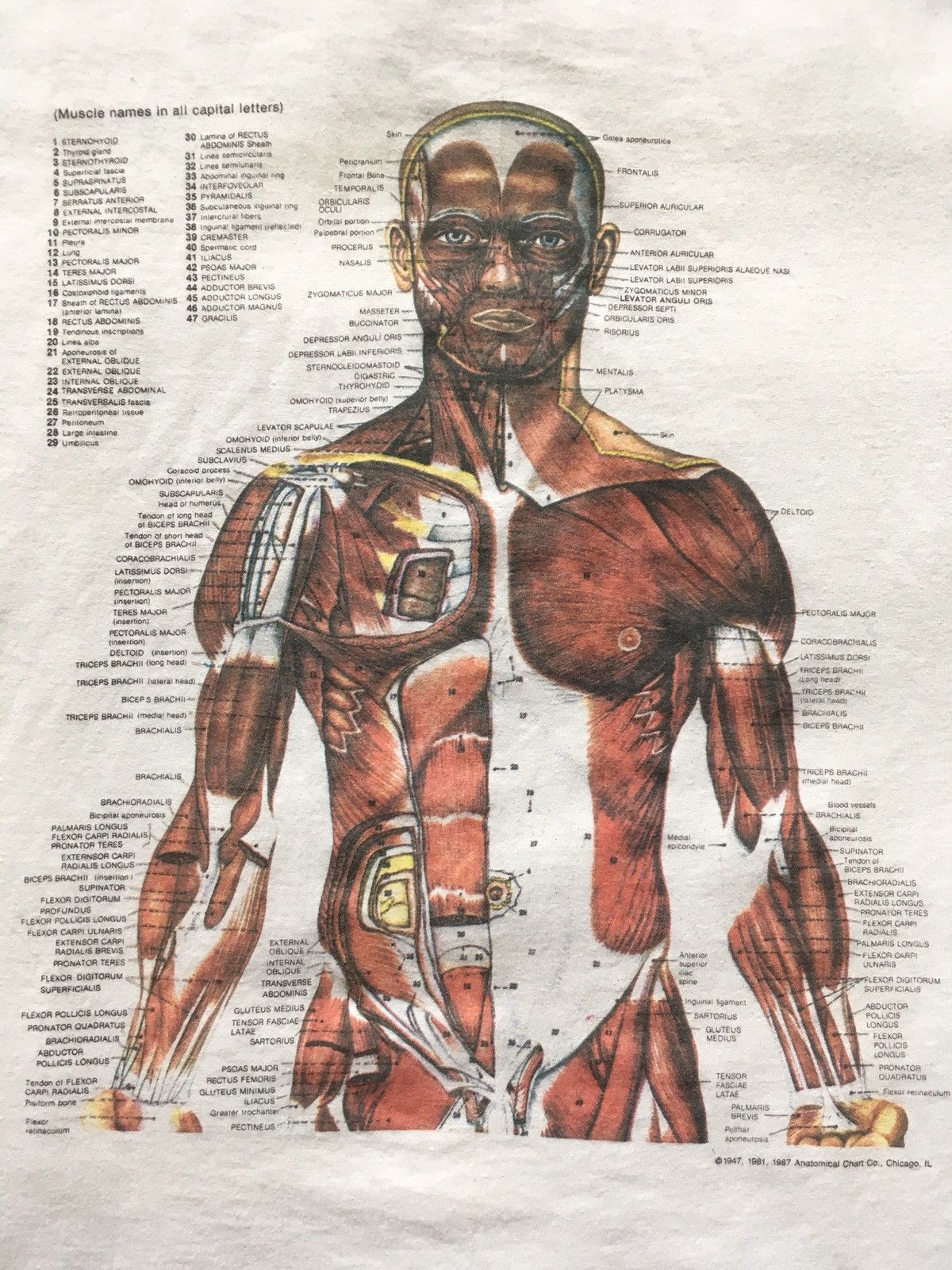 Vintage Human Anatomy Anatomical Chart 1987 Shirt Vintage 80s Muscle Kurt  Cobain Nirvana In Utero 1981