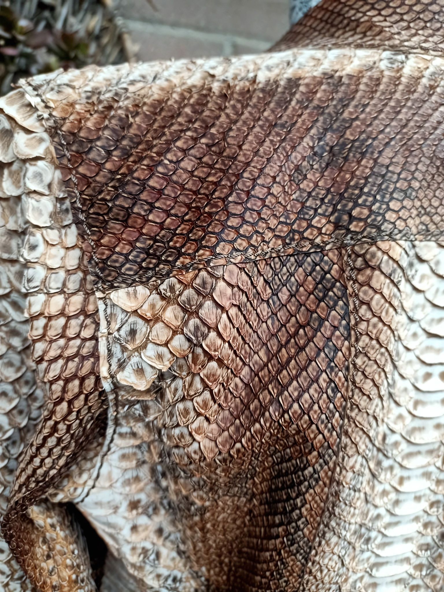 Prada S/S 2004 REAL PYTHON SKIN LEATHER JACKET Size M / US 6-8 / IT 42-44 - 7 Thumbnail