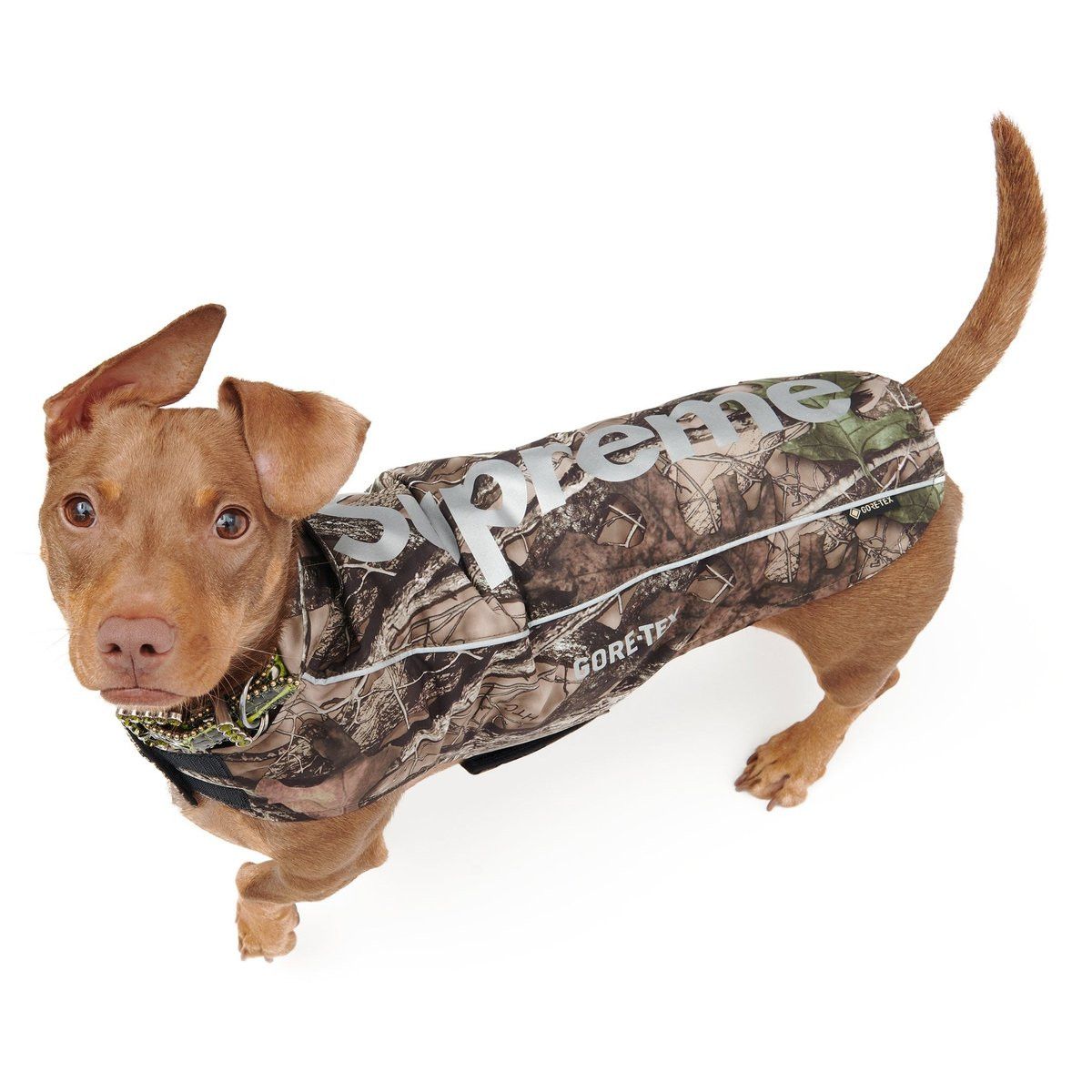 Supreme Supreme GORE-TEX Dog Jacket XS Size ONE SIZE - 1 Thumbnail