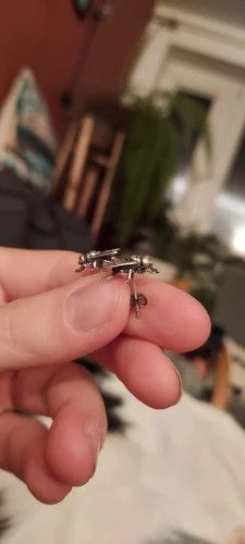 Jewelry Insect Flies Stud Earrings 925 Sterling Charm Earring Gift Size ONE SIZE - 3 Thumbnail