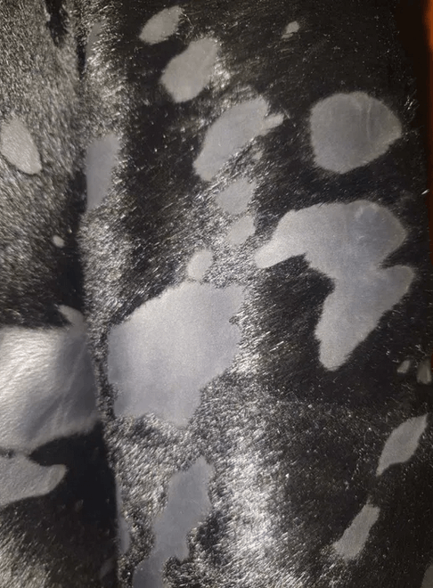 Other Real lambskin leather fur coat sz S PENNAMBIANCE Exclusive Size S / US 4 / IT 40 - 5 Thumbnail