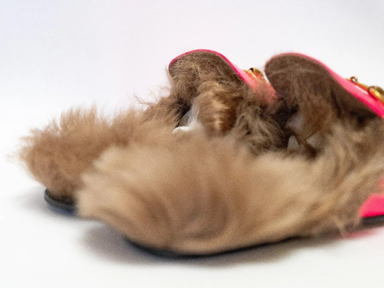 Gucci GUCCI Princetown Horsebit Neon Pink Loafer Wool Fur Flat Size US 8 / EU 41 - 7 Thumbnail