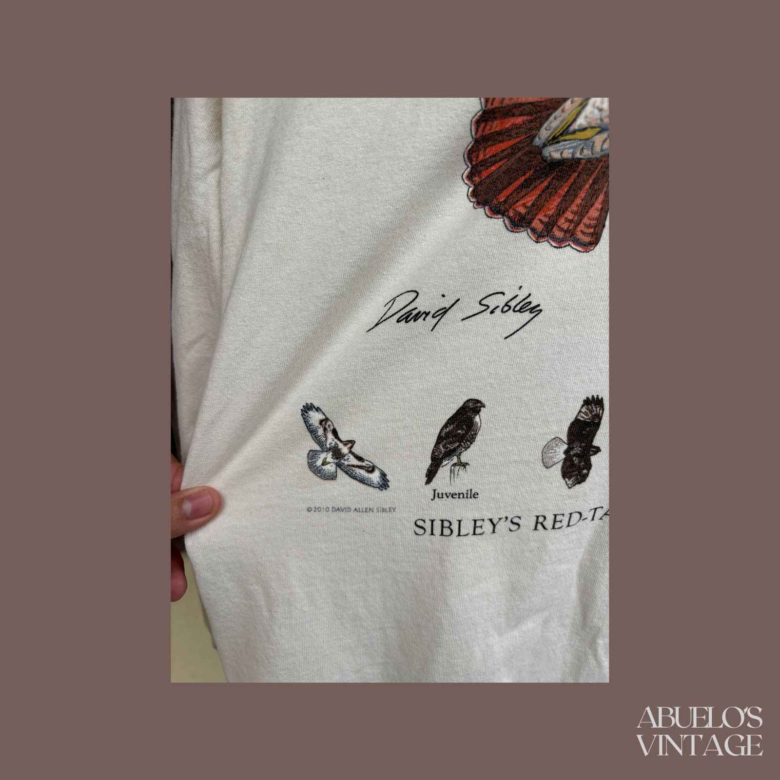 Gildan VTG Red-Tailed Hawk Tee | Sibley Wildlife Graphic Size US M / EU 48-50 / 2 - 4 Thumbnail