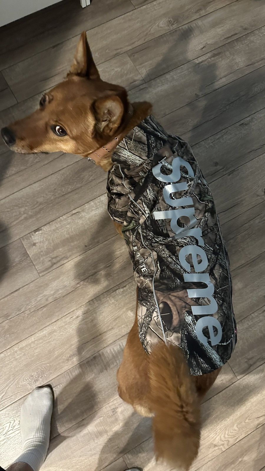 Supreme Supreme GORE-TEX Dog Jacket Large | Grailed