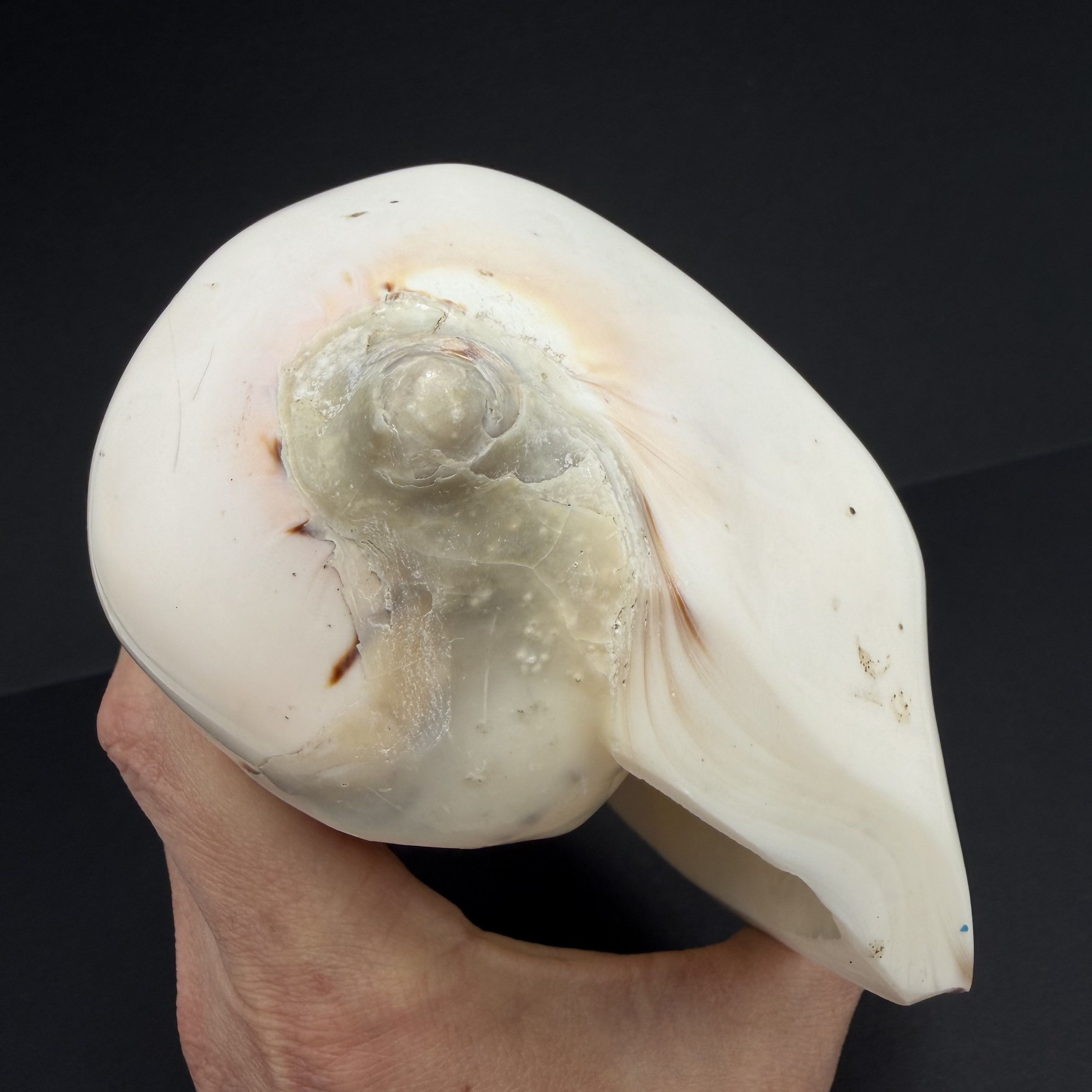 Vintage Vintage Hand Carved Conch Shell Fish Decor Natural Sea Shell Size ONE SIZE - 8 Thumbnail