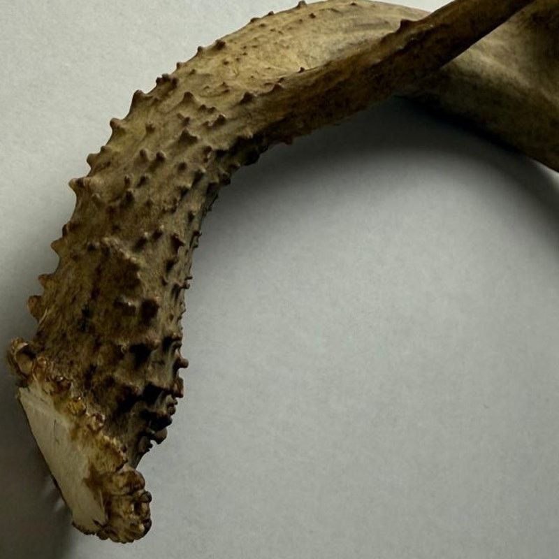 Other Real Deer Horn - Unique Home Decor Piece Size ONE SIZE - 6 Thumbnail