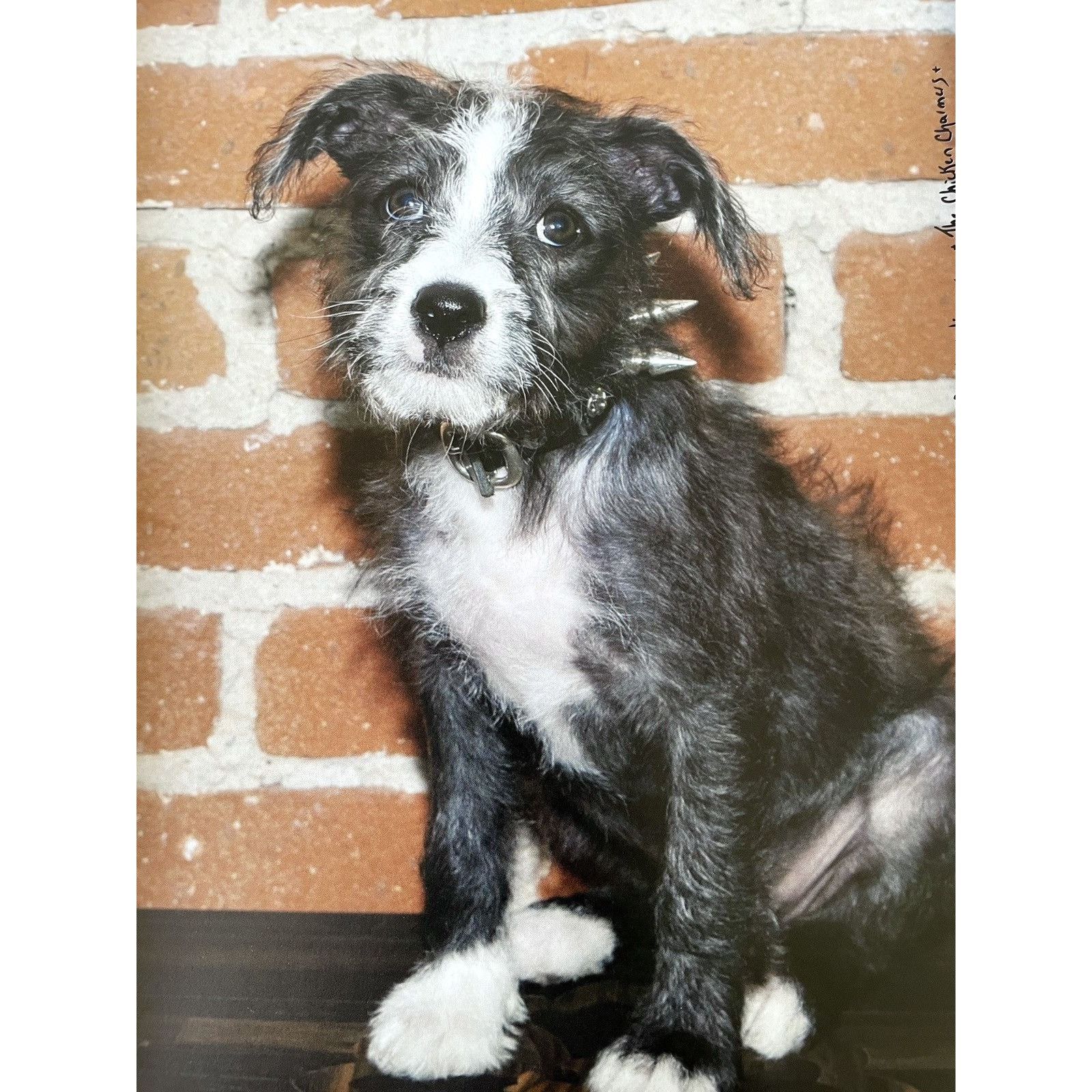 Chrome Hearts × Japanese Brand × Vintage Chrome Hearts dog puppy photo Framed poster 9x11 Size ONE SIZE - 2 Thumbnail