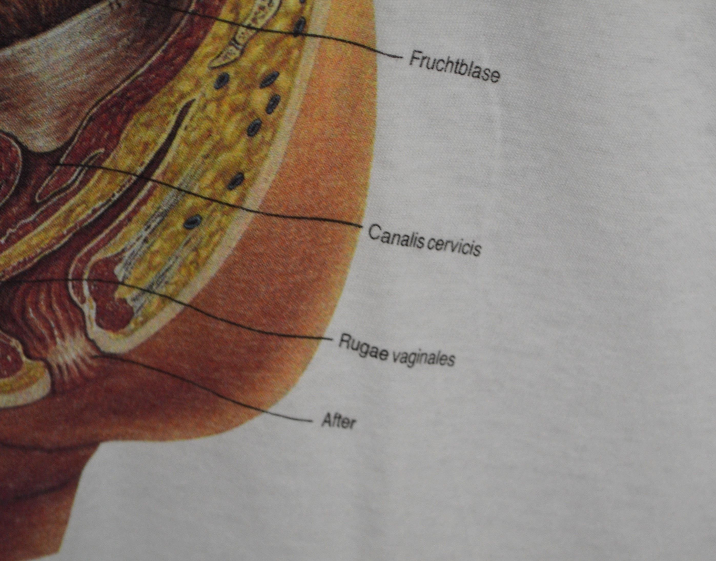 Vintage Vintage Anatomy Baby On Board 90s t-shirt XXL Size US XXL / EU 58 / 5 - 5 Thumbnail