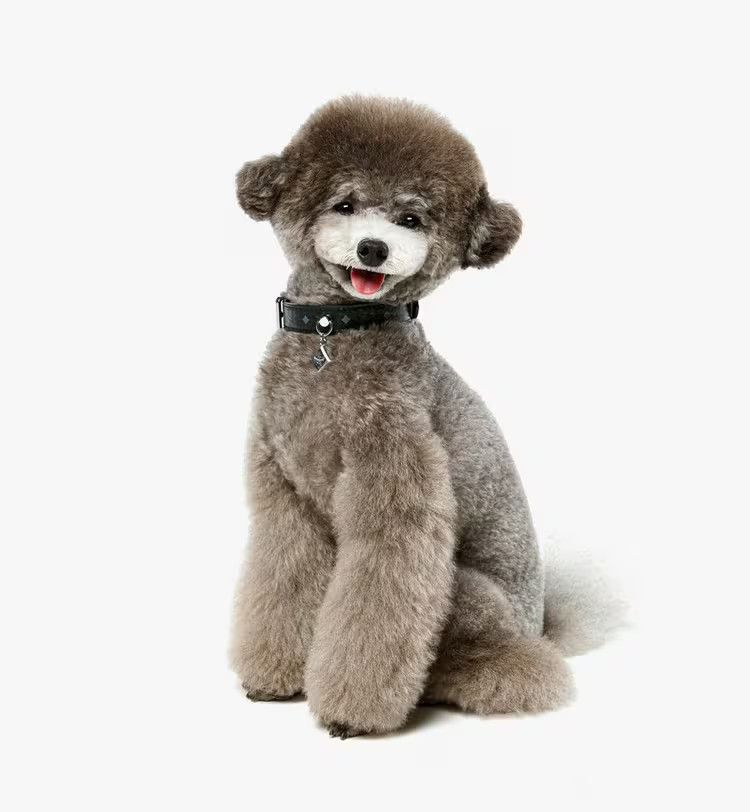 MCM o1mt1gz1125 Size: 31-40cm / Dog Lash in Black Size ONE SIZE - 3 Thumbnail