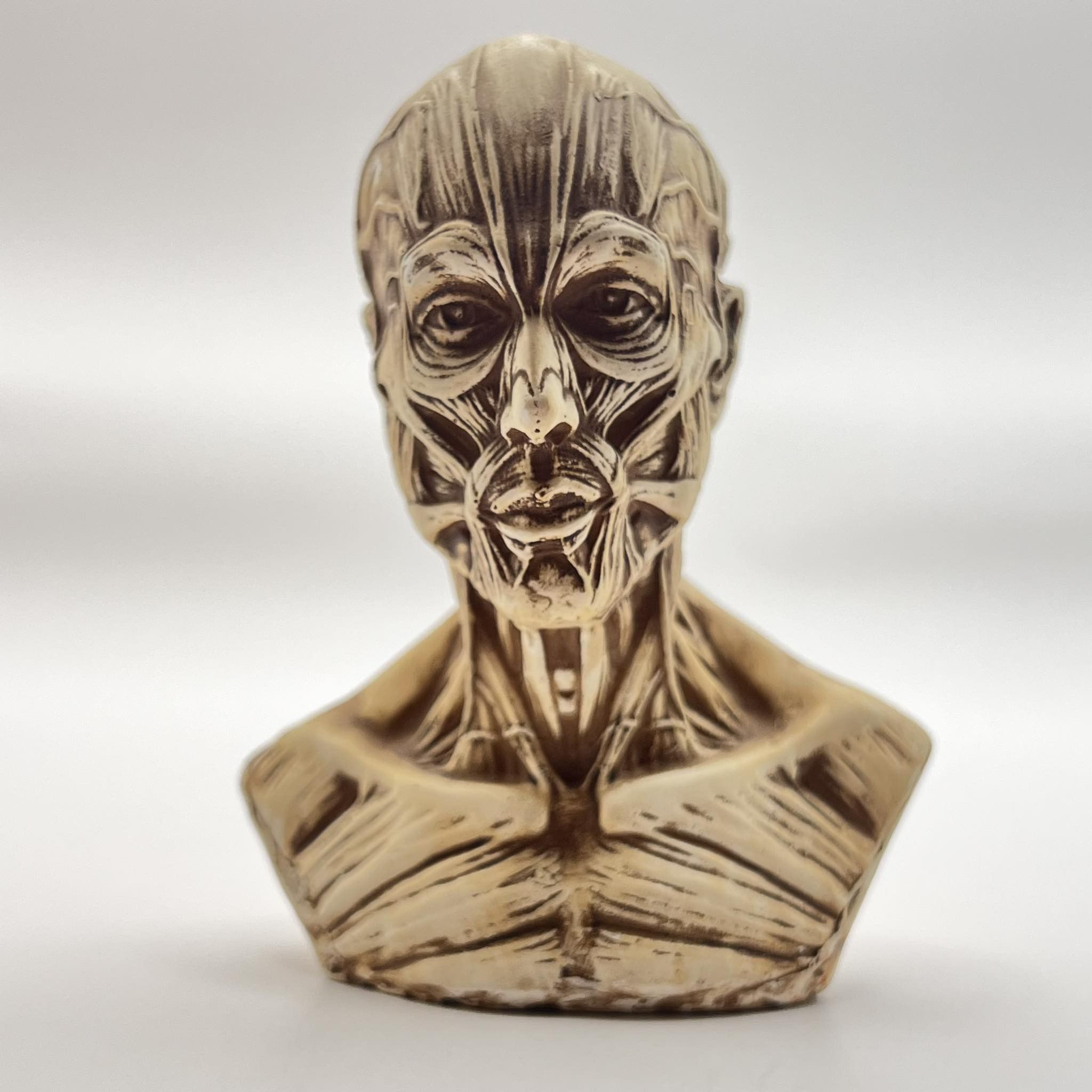 Vintage Art Head Bust of Houdon Ecorche Man Gypsum Detailing Muscles Size ONE SIZE - 6 Thumbnail
