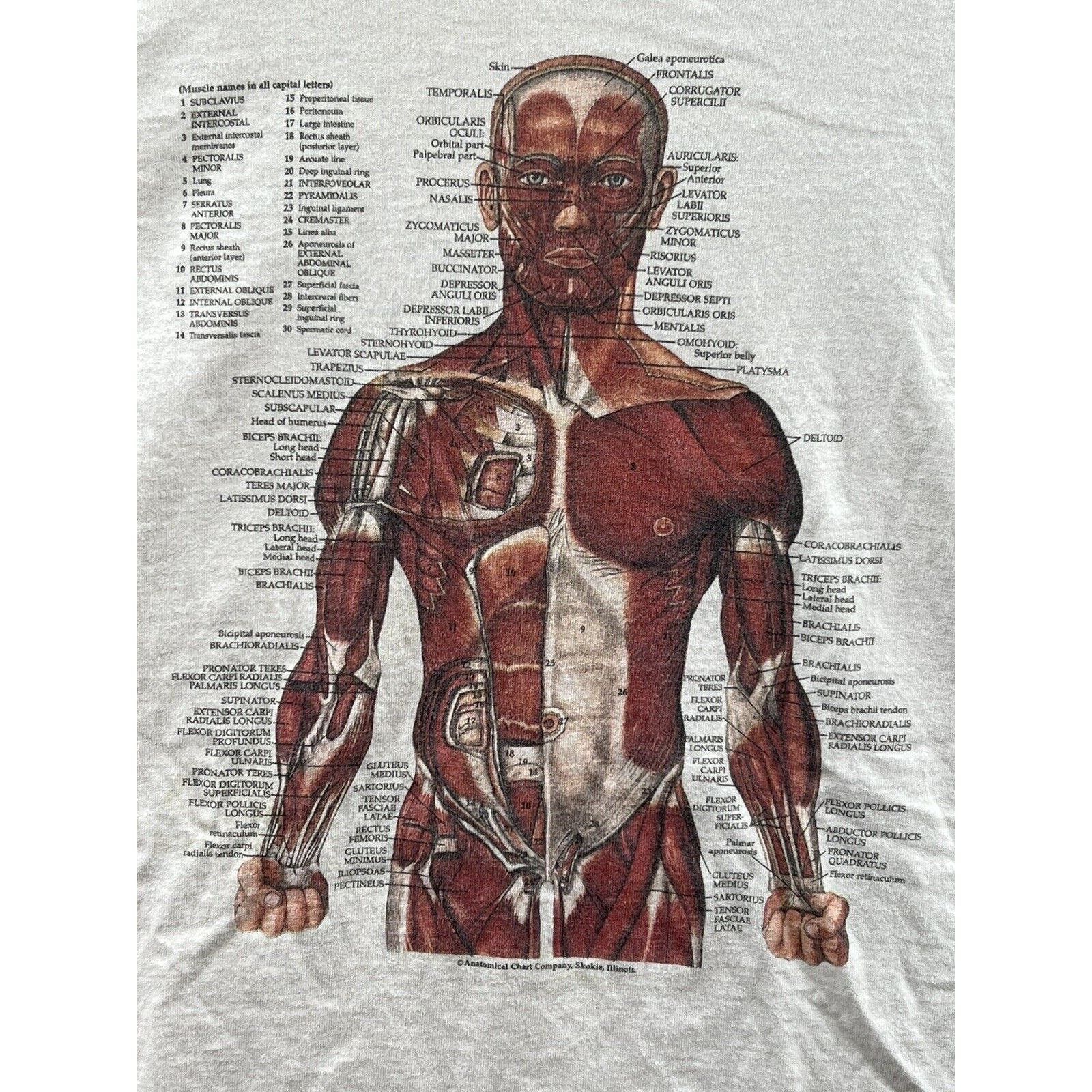 Fruit Of The Loom Anatomical Kurt Cobain Nirvana Anatomy Chart Rare T-Shirt  | Grailed