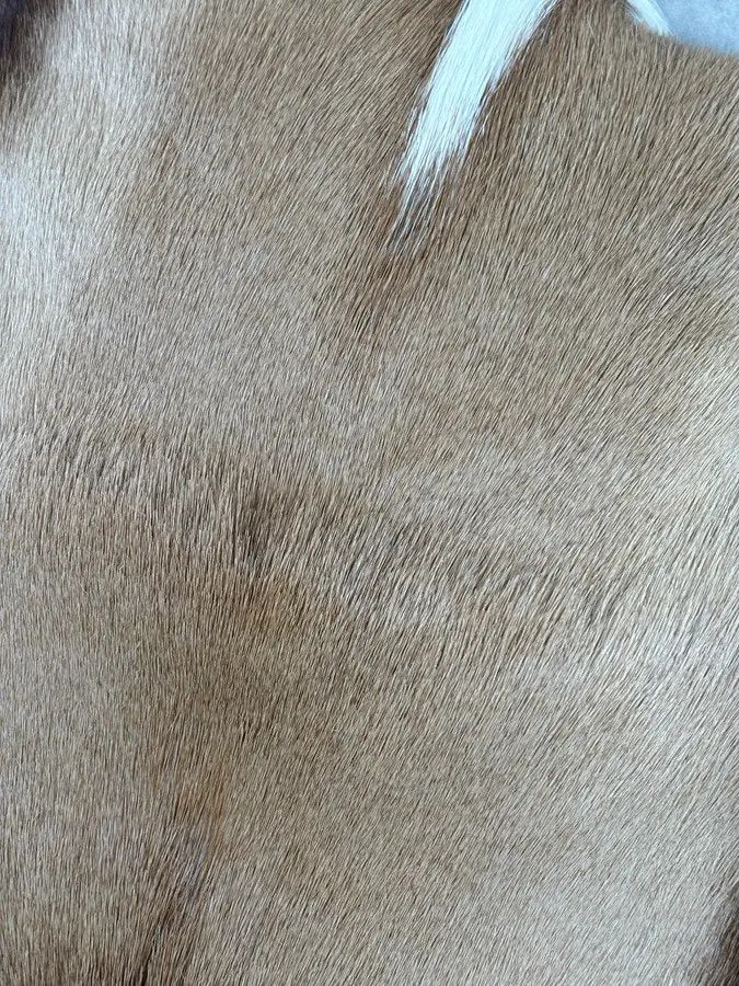 Dries Van Noten SS2015 Dries Van Noten Fur Beige Leather Shoulder Bag Size ONE SIZE - 17 Thumbnail