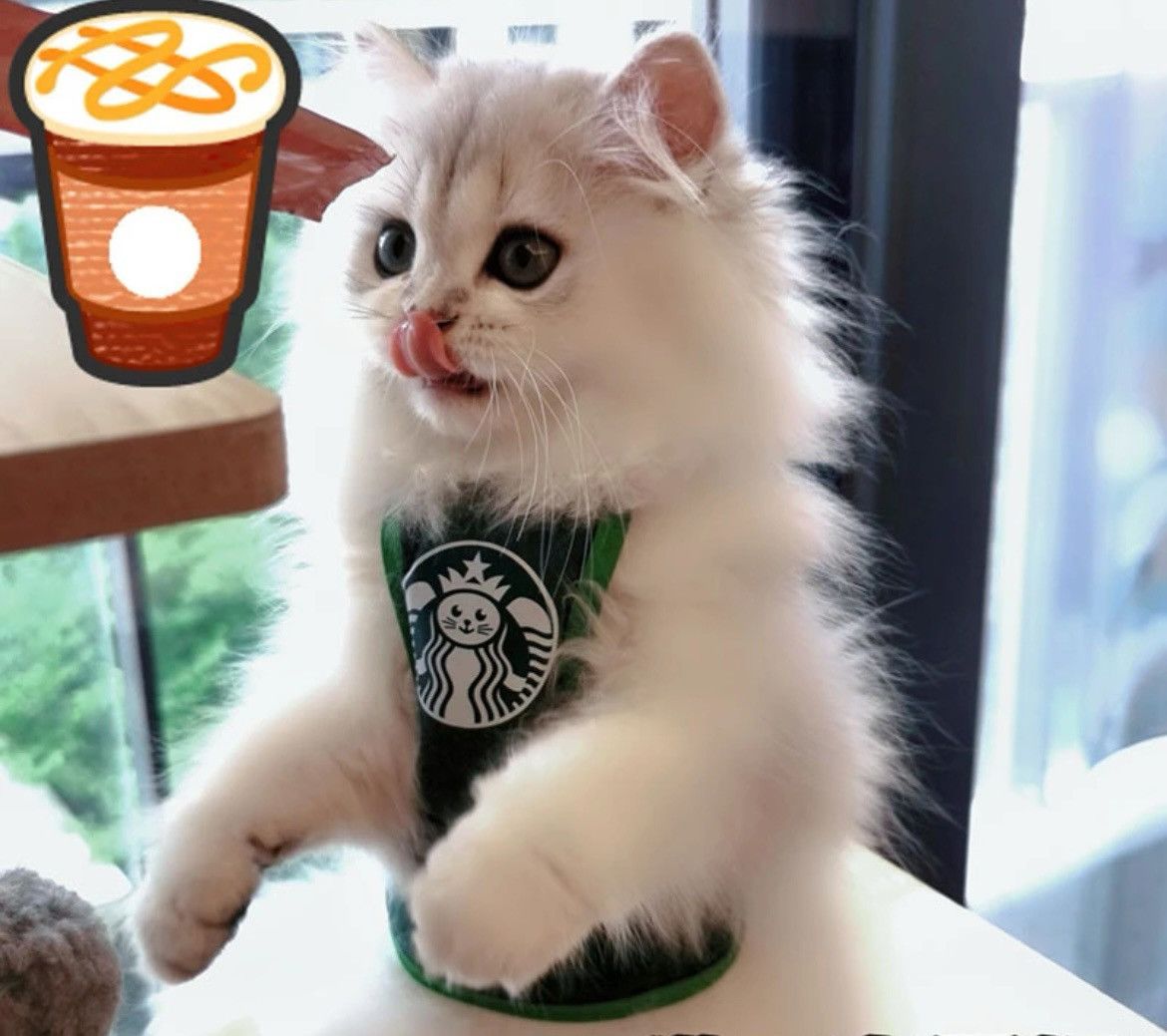Other Small Dog Cat Costume Cafe Starbucks Inspired Apron Bib Size ONE SIZE - 4 Thumbnail