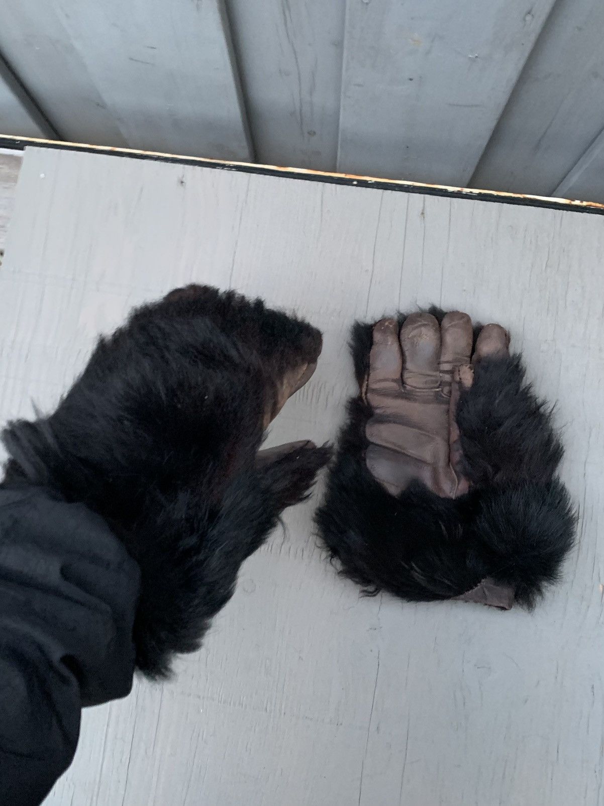 Vintage Antique Bear Fur Gloves True Vintage Bearskin Monkey Paw Mit Size ONE SIZE - 2 Thumbnail