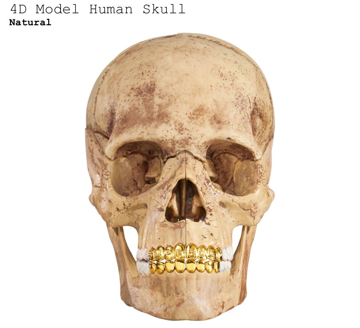 Supreme Supreme 4D Model Human Skull Size ONE SIZE - 3 Thumbnail