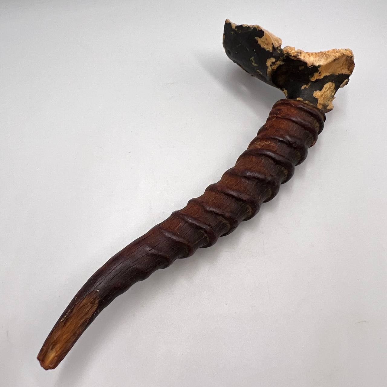 Vintage Original Vintage Gazelle Saiga Horn Taxidermy 232 gr. Size ONE SIZE - 3 Thumbnail