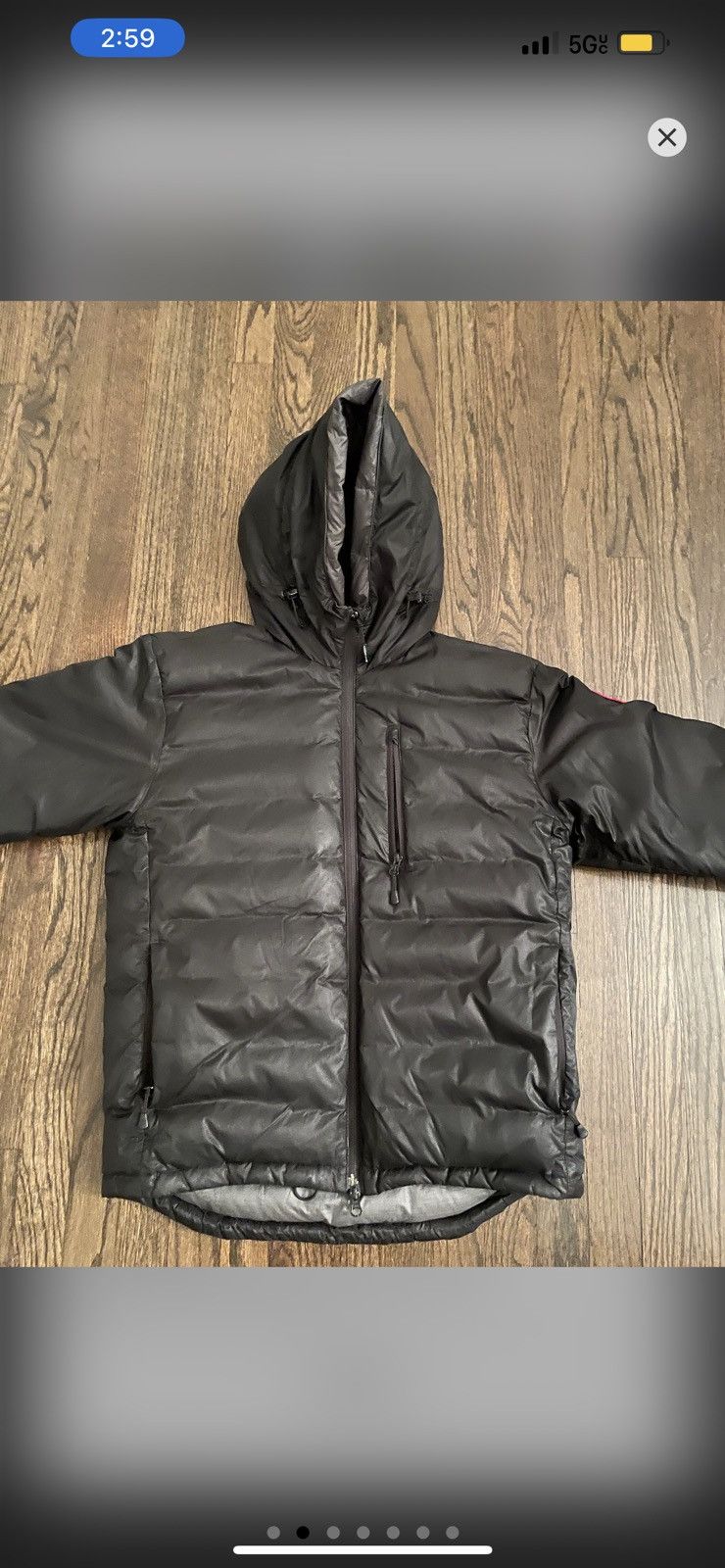 canada goose
