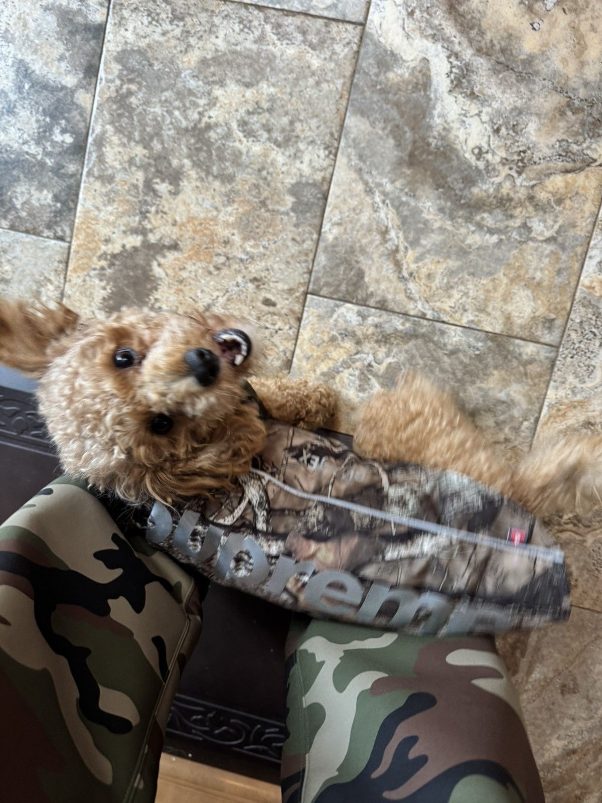 Goretex Supreme GORE-TEX Dog Jacket Size ONE SIZE - 6 Thumbnail