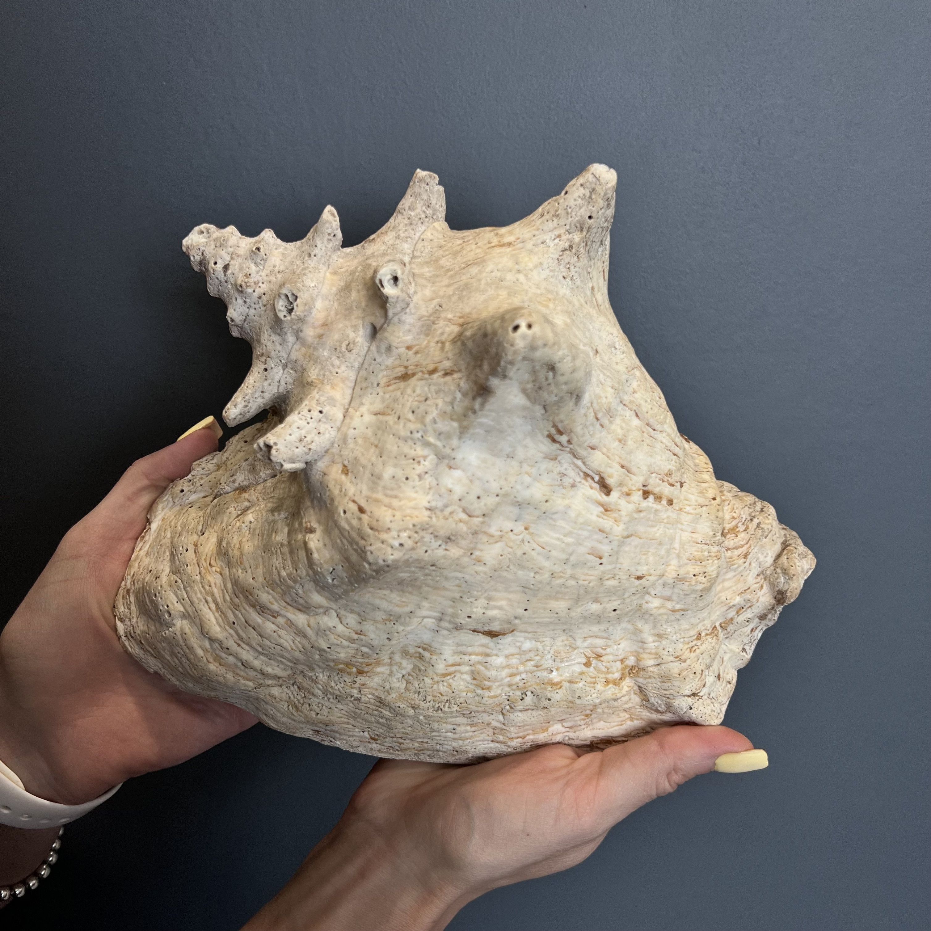 Vintage Huge Vintage Ocean Shell Strombus Gigas Oceanic Size ONE SIZE - 8 Thumbnail