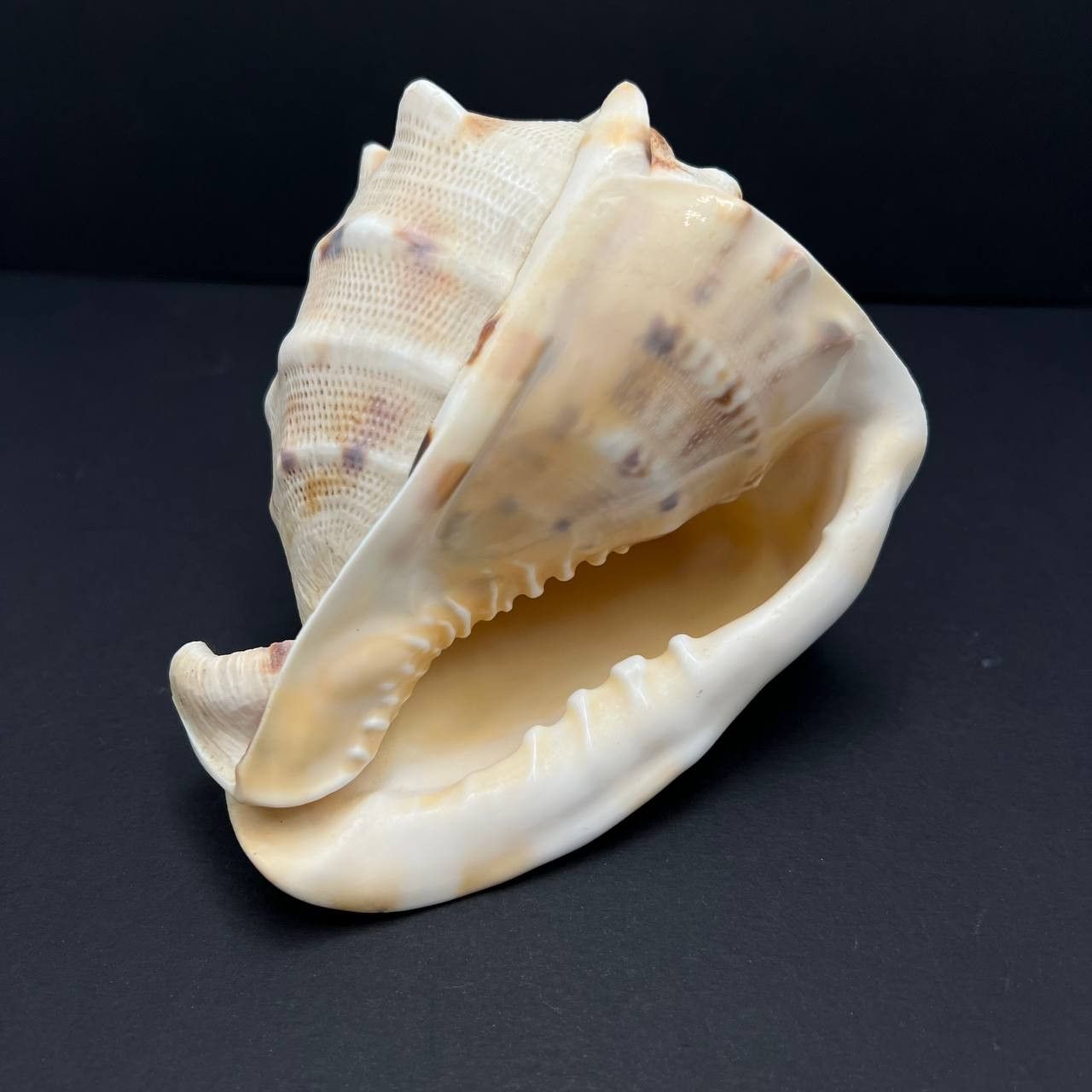Other Large Helmet Shell Sea Snail Shell Collectible Ocean Decor Size ONE SIZE - 1 Thumbnail