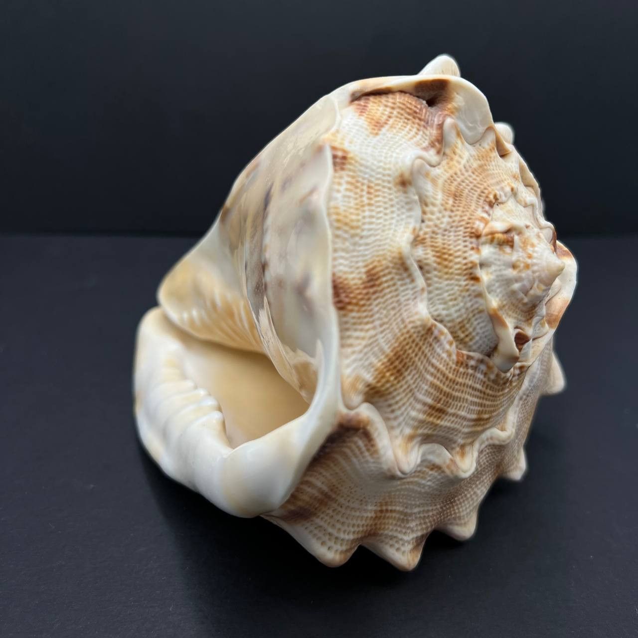 Other Large Helmet Shell Sea Snail Shell Collectible Ocean Decor Size ONE SIZE - 3 Thumbnail