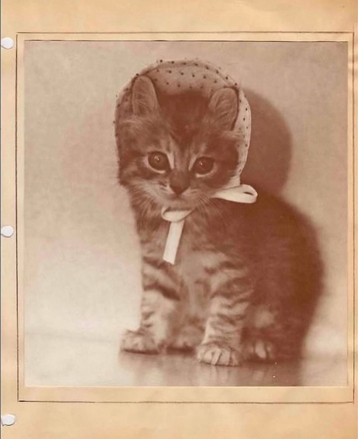1199 Bazo 1199 Valentines Cat Bracelet Size ONE SIZE - 10 Thumbnail