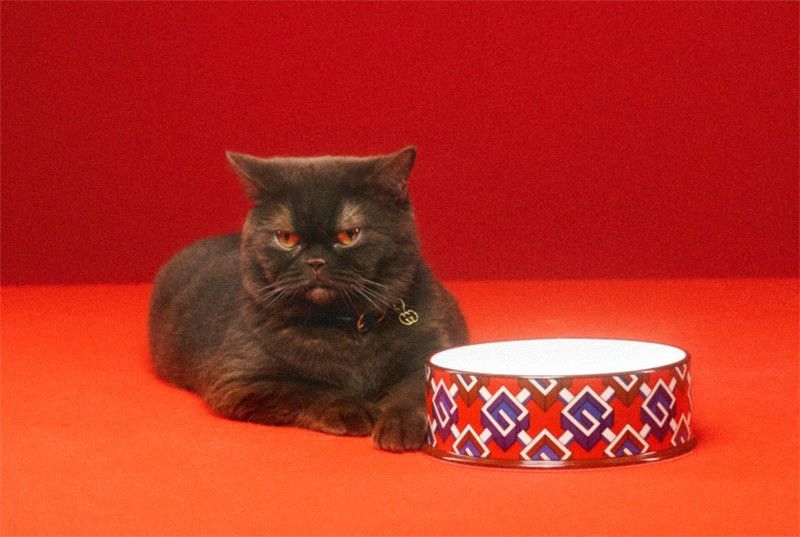 Gucci Gucci Pet Bowl Dog Bowl Geometric Size ONE SIZE - 12 Thumbnail