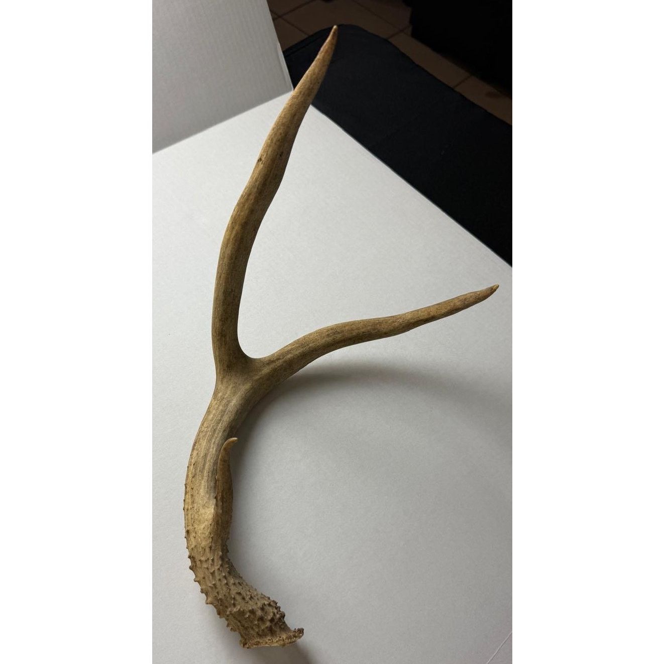 Other Real Deer Horn - Unique Home Decor Piece Size ONE SIZE - 7 Thumbnail